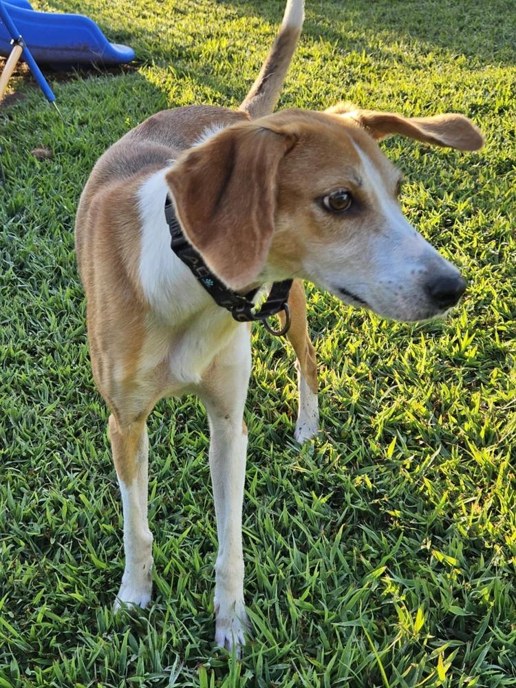 Enlarge Delilah, a Adoptable mixed breed in Youngsville, NC image 2/4