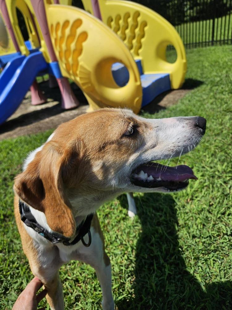 Enlarge Delilah, a Adoptable mixed breed in Youngsville, NC image 3/4