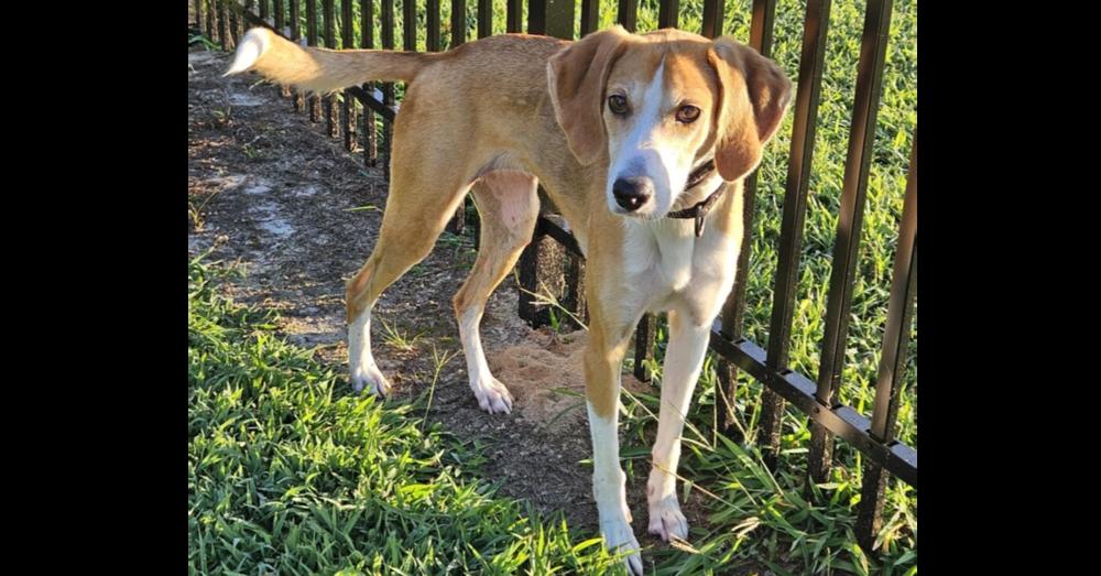 Enlarge Delilah, a Adoptable mixed breed in Youngsville, NC image 4/4