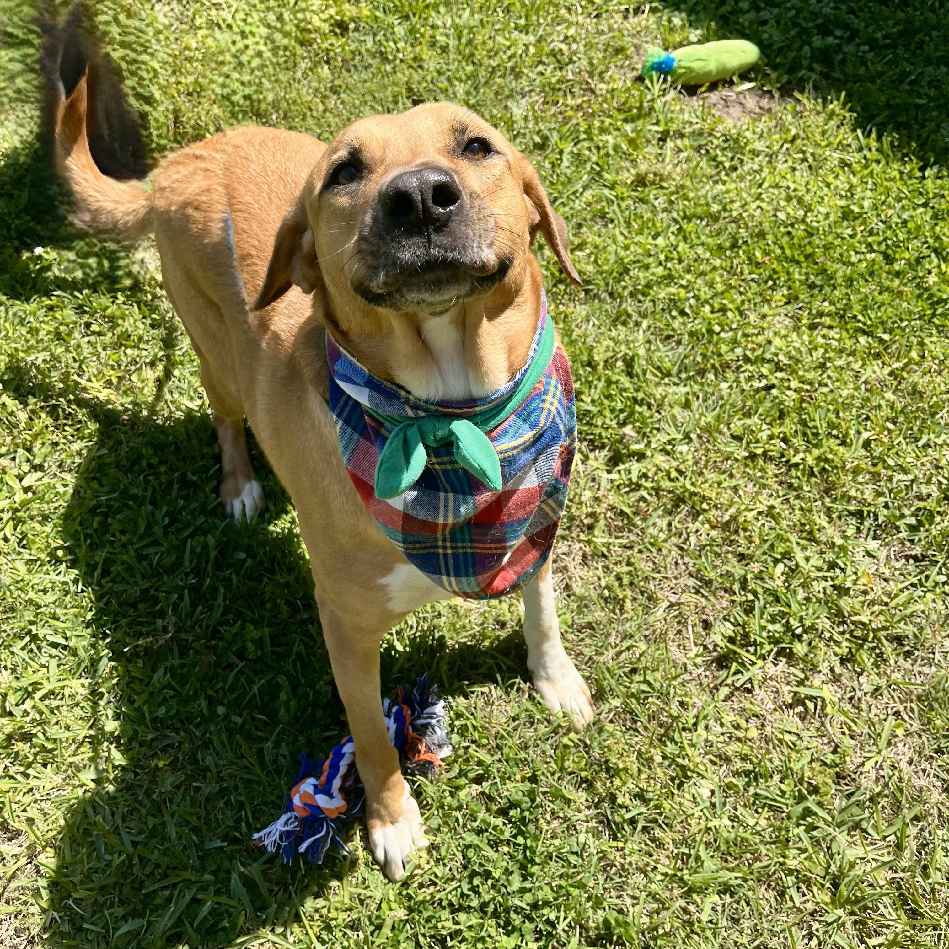 Buddy Holly — thumbnail 3