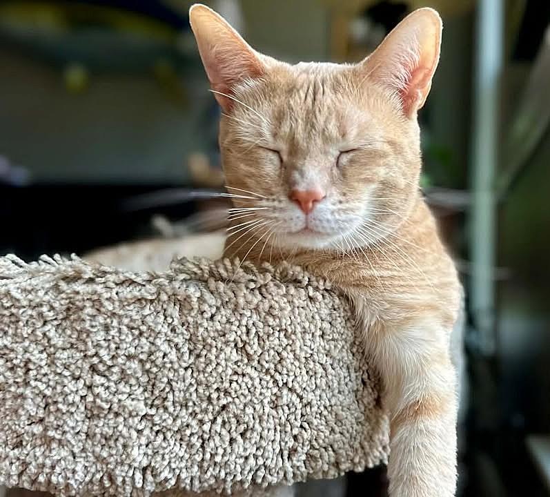 Enlarge Luanna, a ADOPTABLE Domestic Short Hair in Wilmington, NC image 1/2