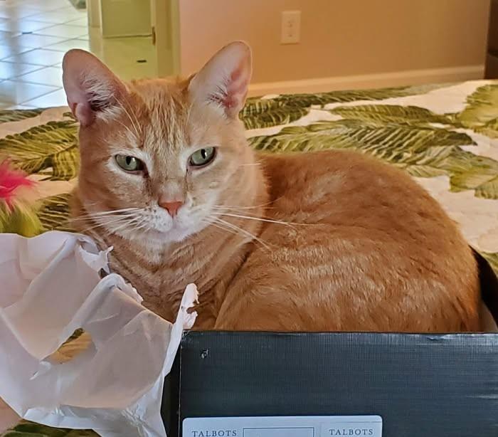 Enlarge Luanna, a ADOPTABLE Domestic Short Hair in Wilmington, NC image 2/2