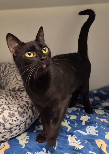 Ladyfinger, Adoptable, Adult Female Domestic Short Hair & Domestic Short Hair.