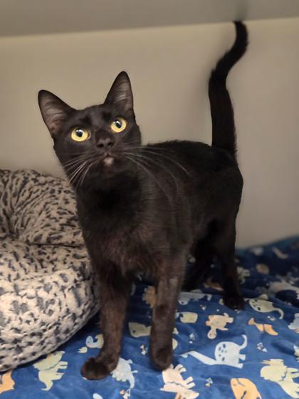 Ladyfinger, a Adoptable mixed breed in Fresno, CA image 2/3