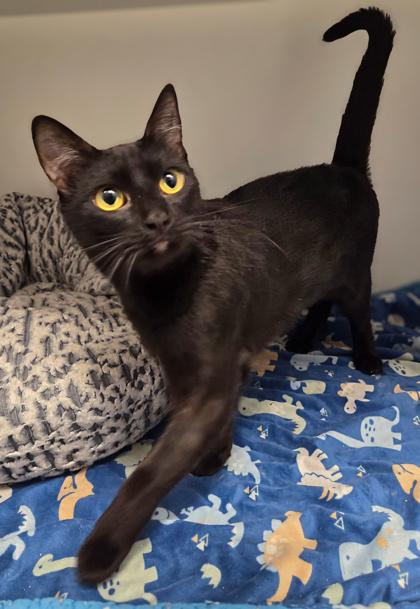 Ladyfinger, a Adoptable mixed breed in Fresno, CA image 3/3