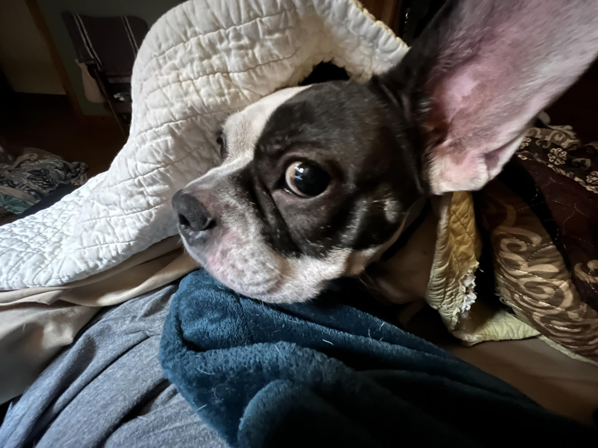 Brooklyn, a ADOPTABLE French Bulldog in Greenwich, NY image 3/3