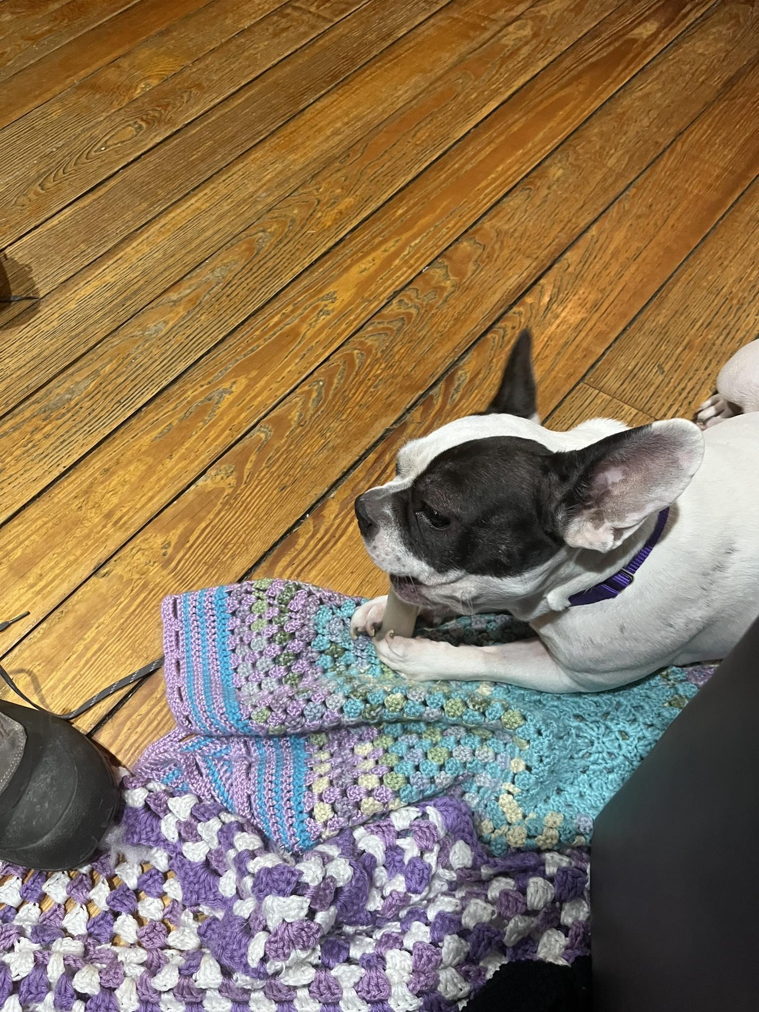 Brooklyn, a ADOPTABLE French Bulldog in Greenwich, NY image 2/3