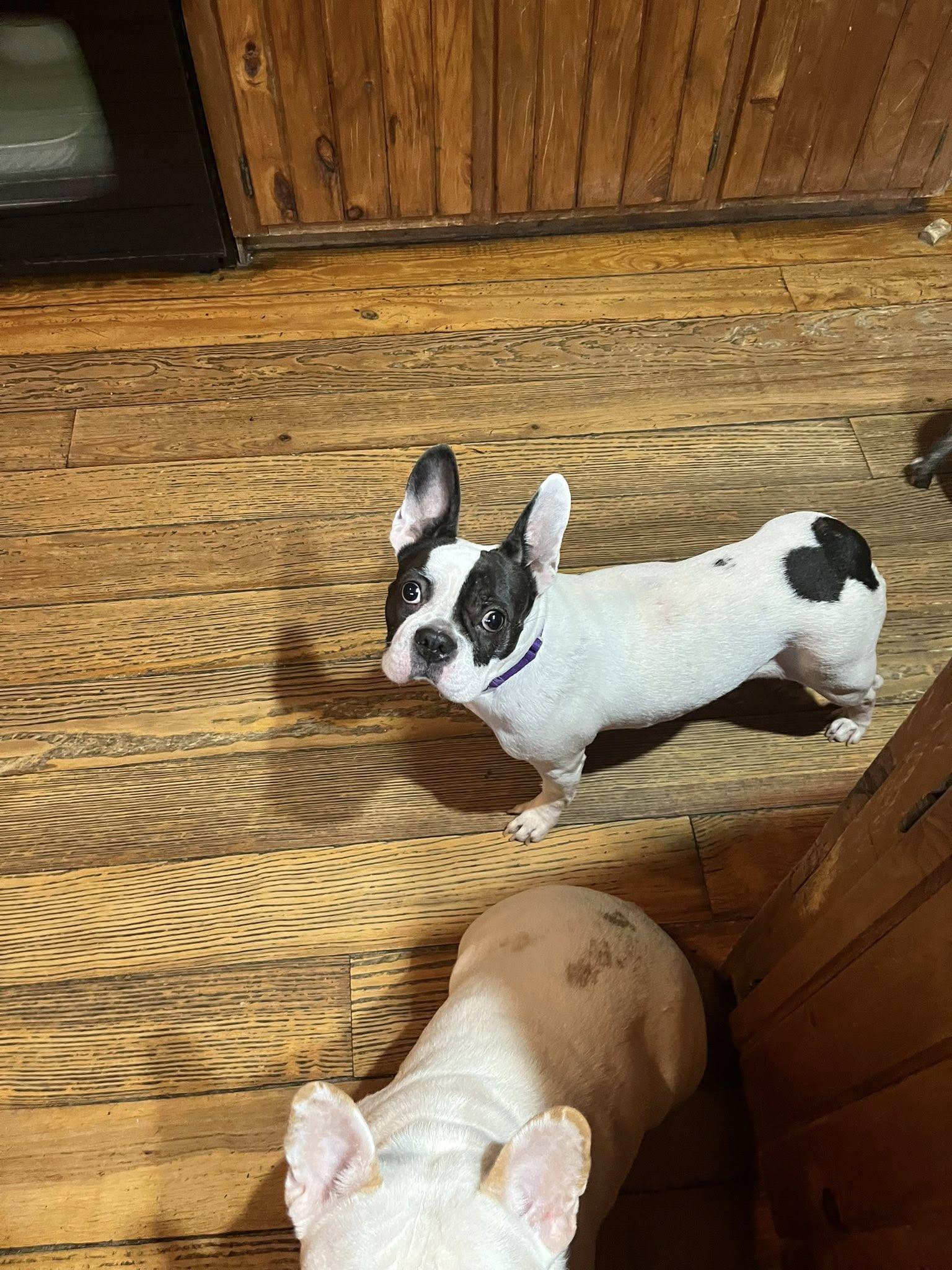 Brooklyn, a ADOPTABLE French Bulldog in Greenwich, NY image 1/3