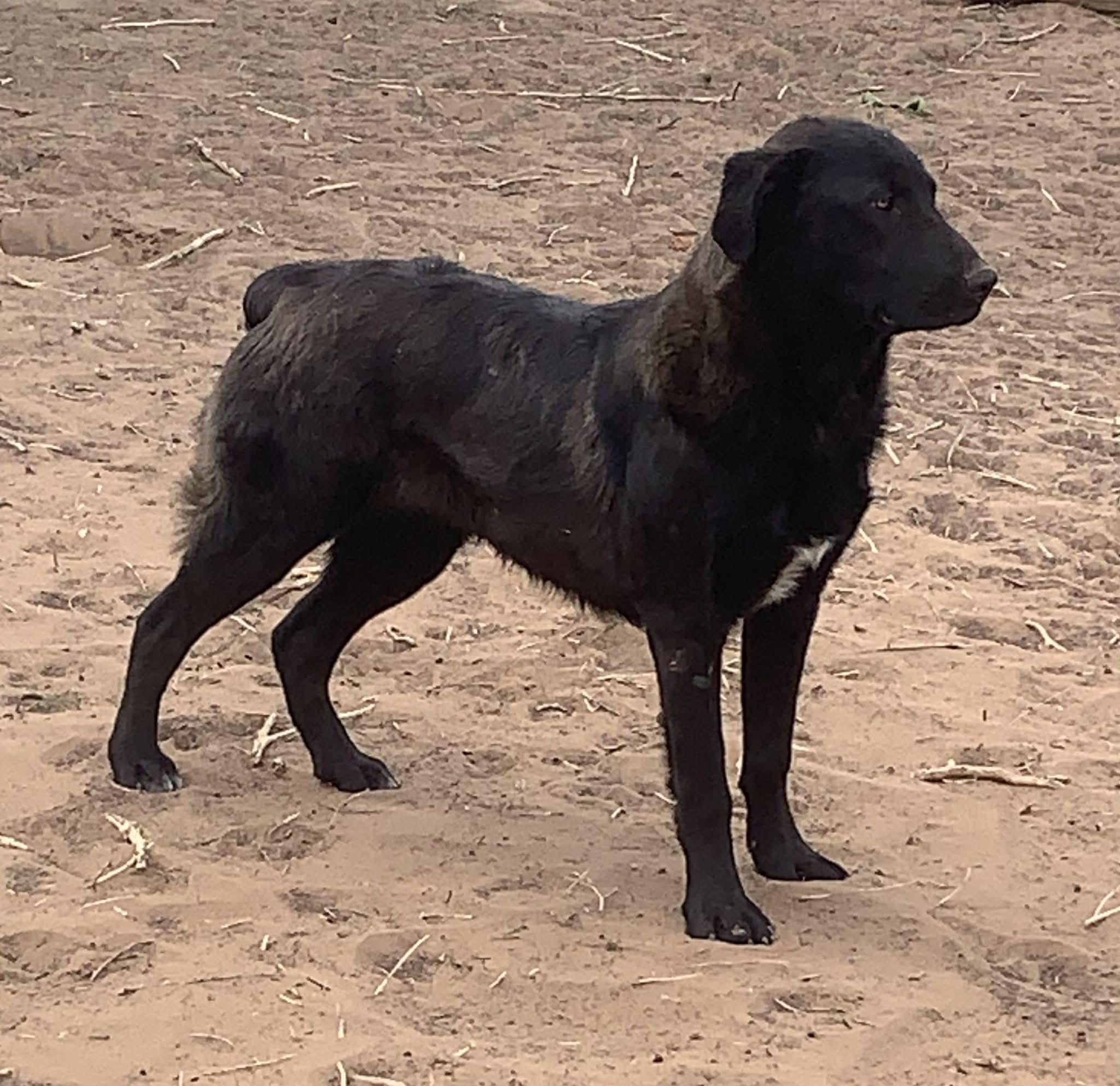 Reed, an adopted mixed breed in Dillon, CO image 3/3