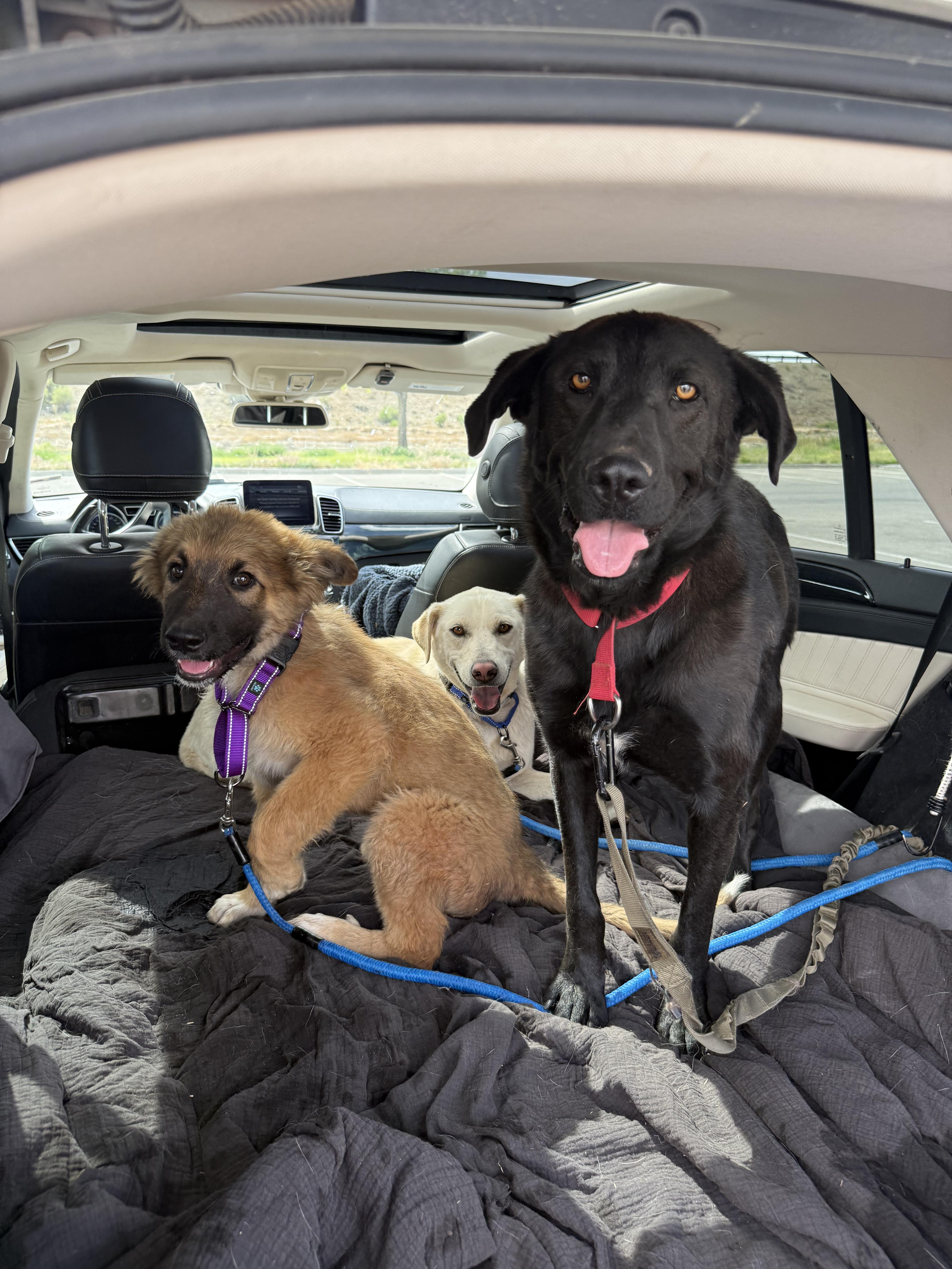 Reed, an adopted mixed breed in Dillon, CO image 2/3