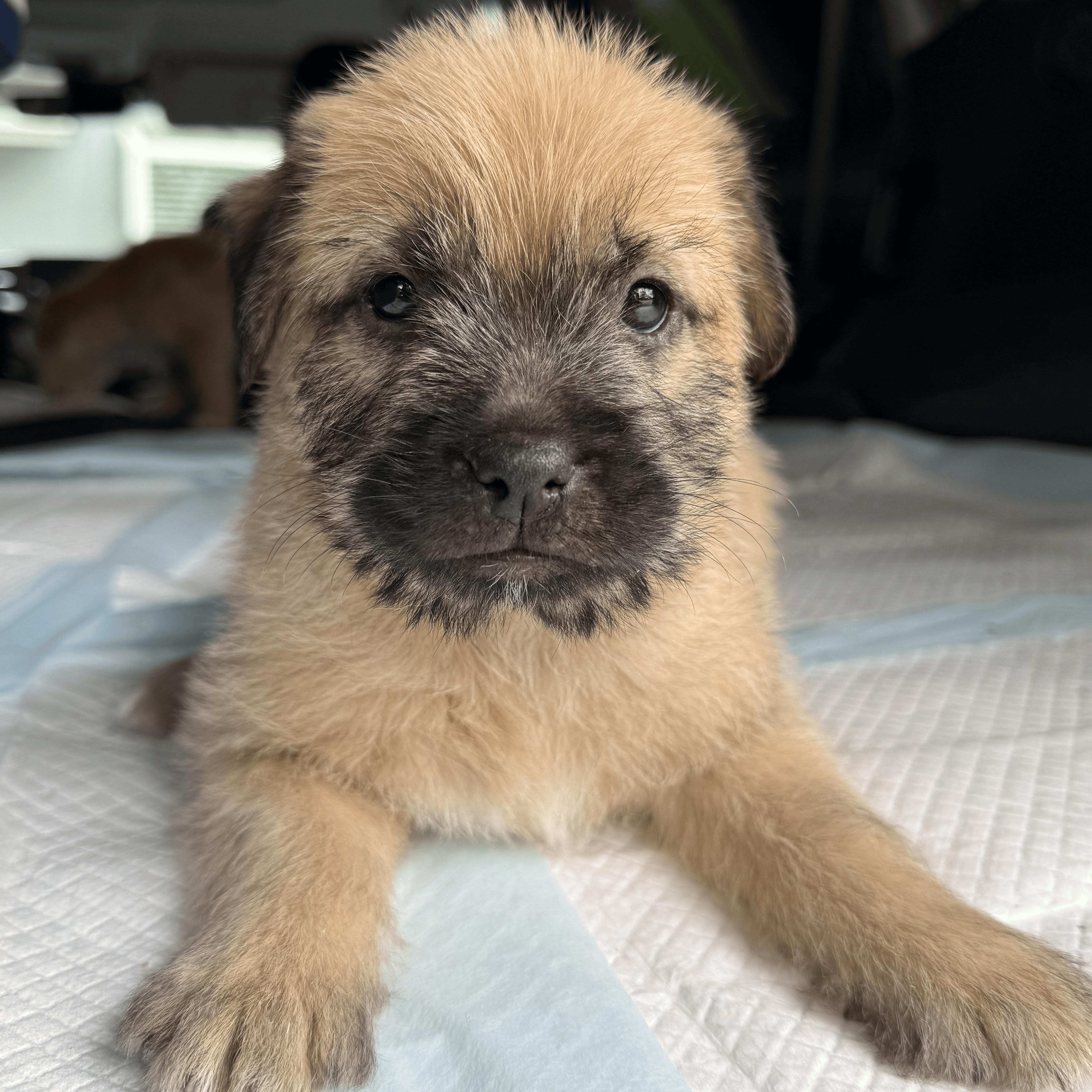 Sia, adopted, Young Female Border Terrier.