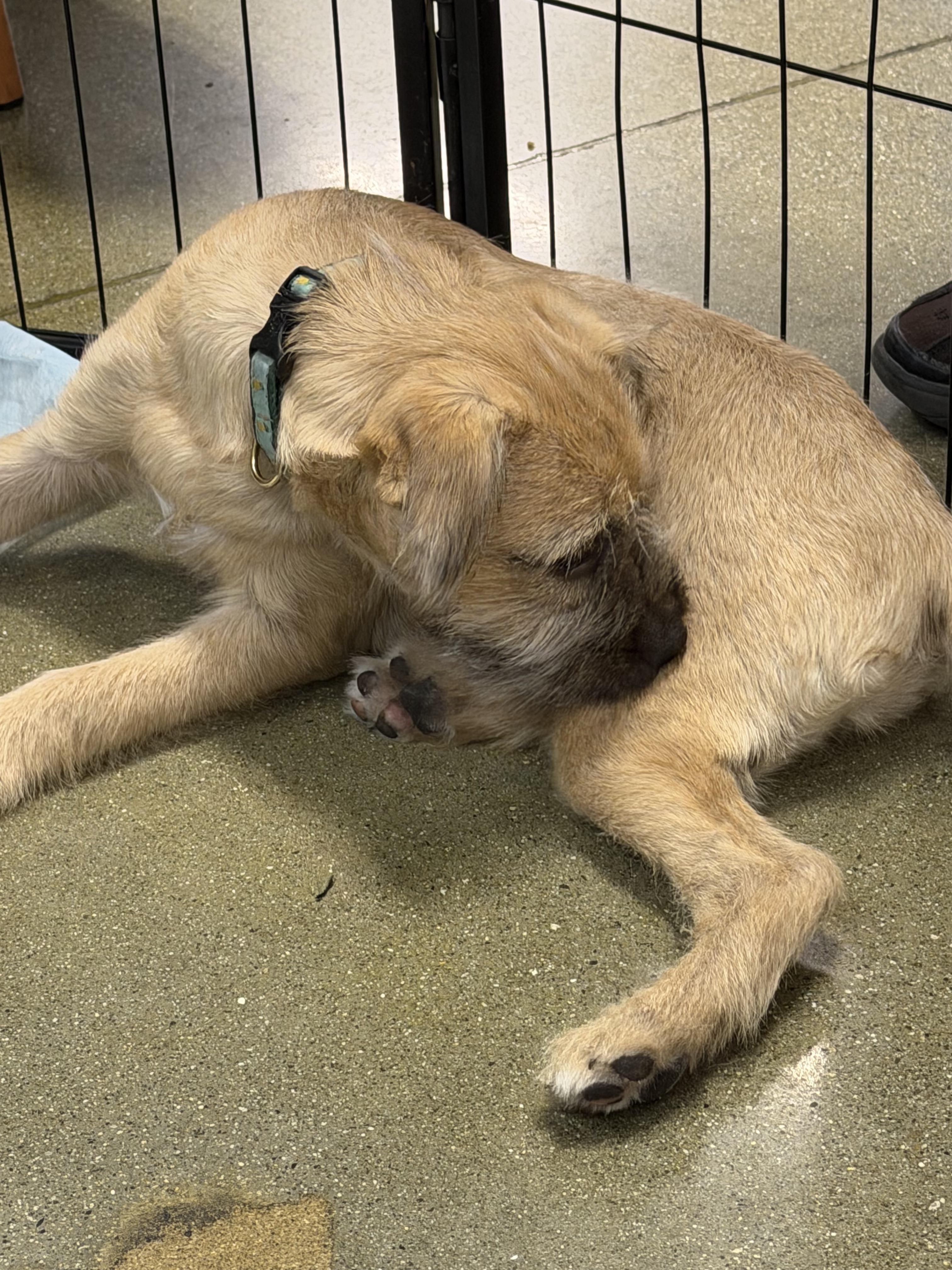 Sia, an adoptable mixed breed in West Covina, CA image 3/4