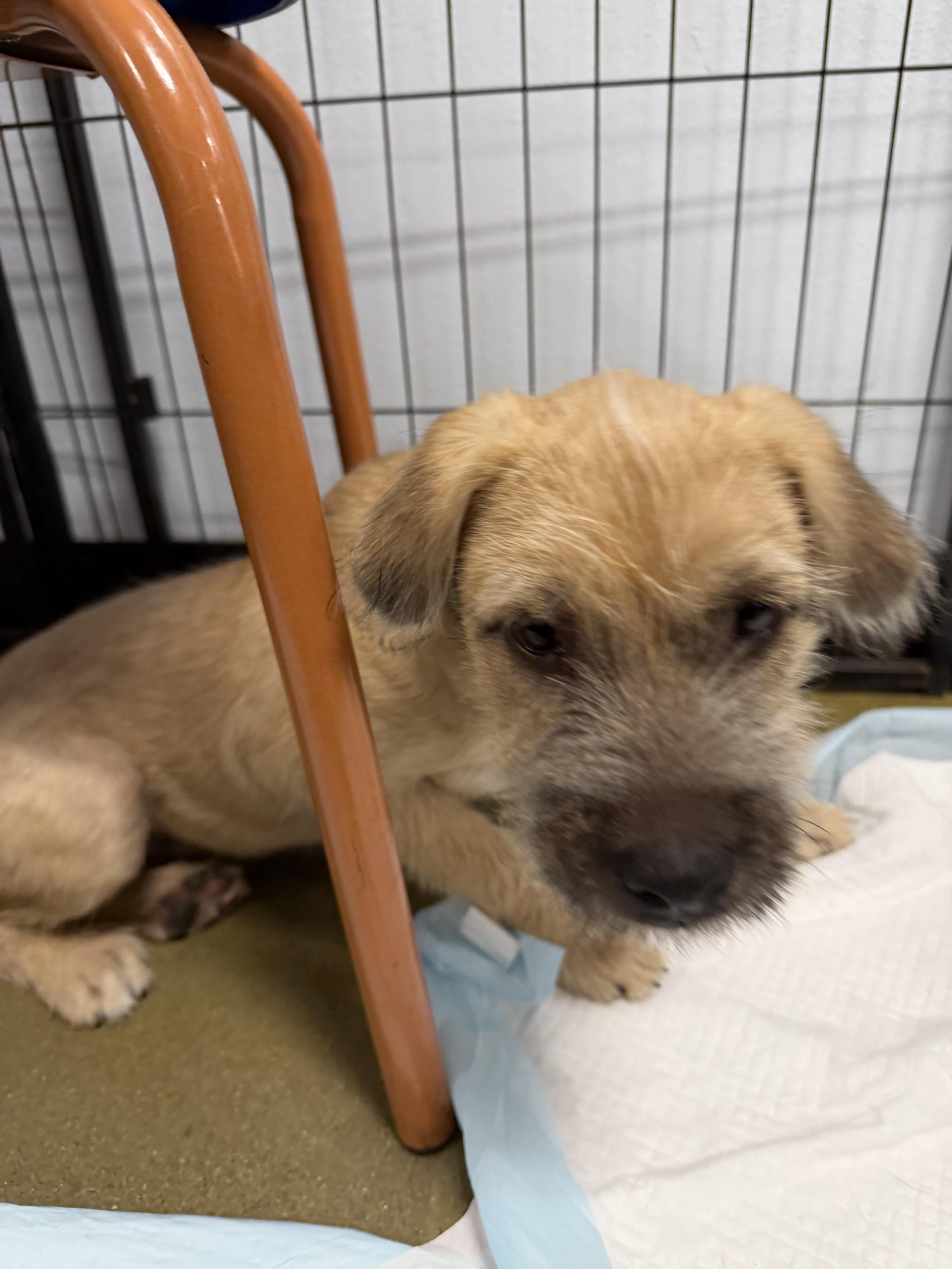 Sia, an adoptable mixed breed in West Covina, CA image 2/4