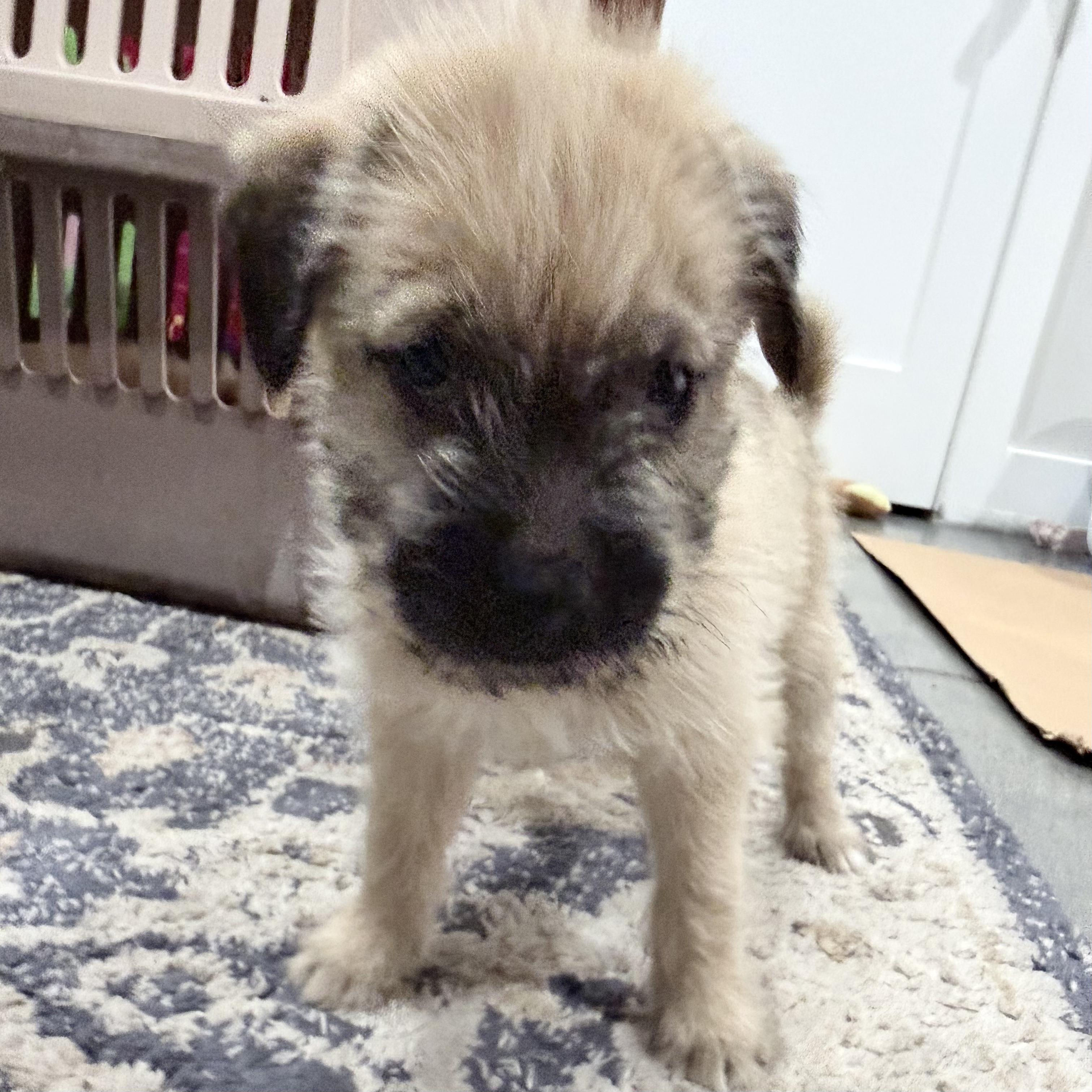 Sia, an adopted mixed breed in Van Nuys, CA image 2/6