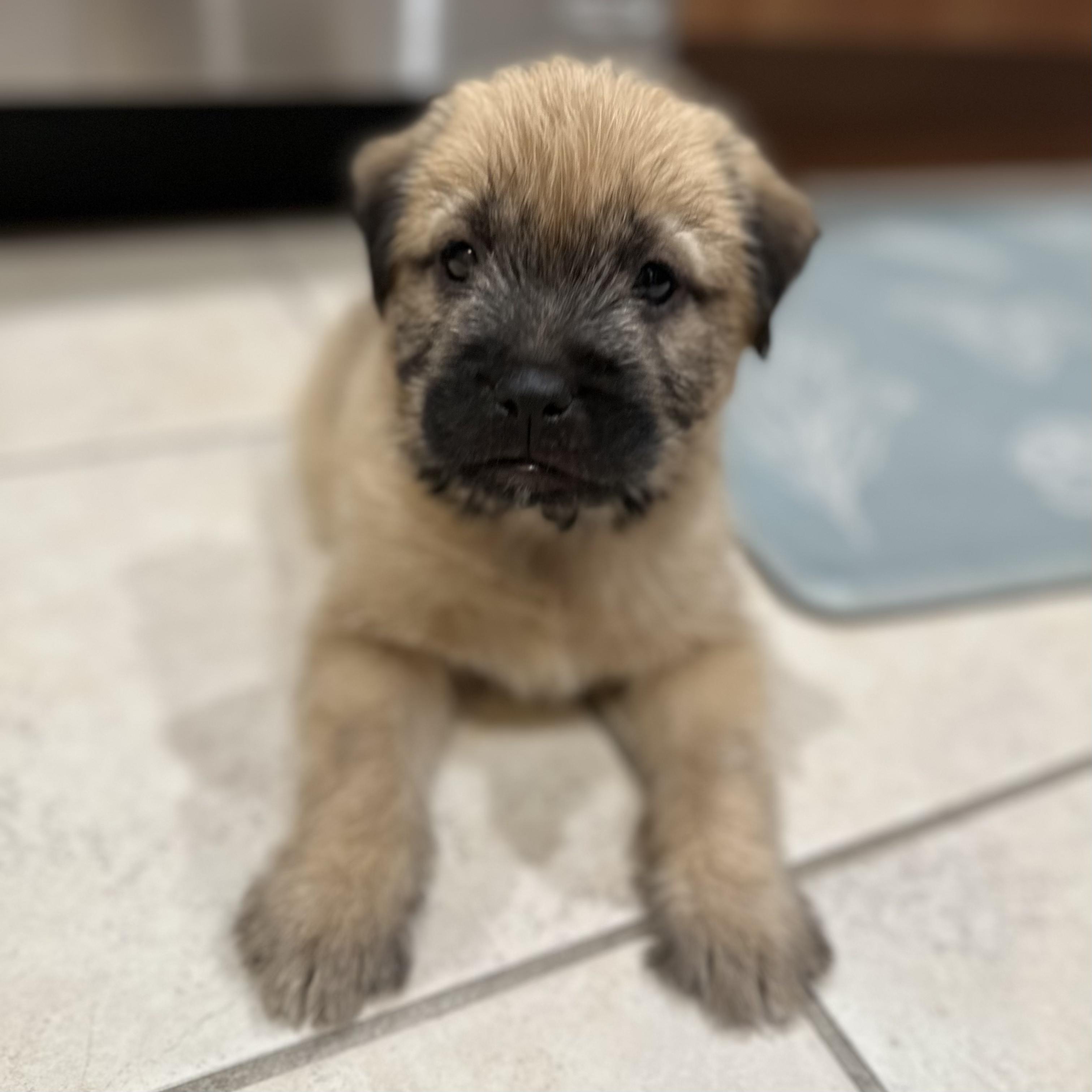 Sia, an adopted mixed breed in Van Nuys, CA image 5/6
