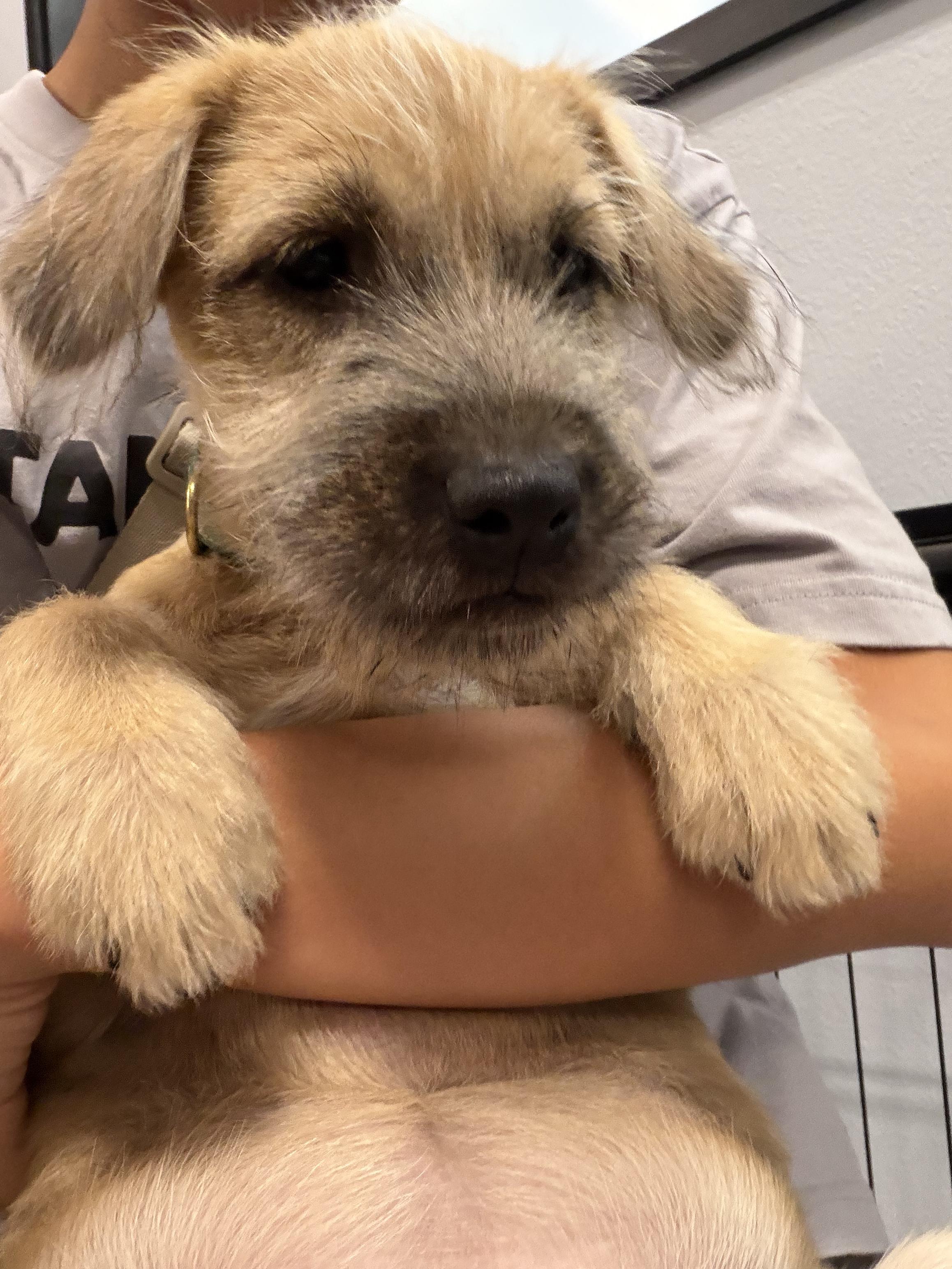 Sia, adoptable, Young Female Border Terrier.