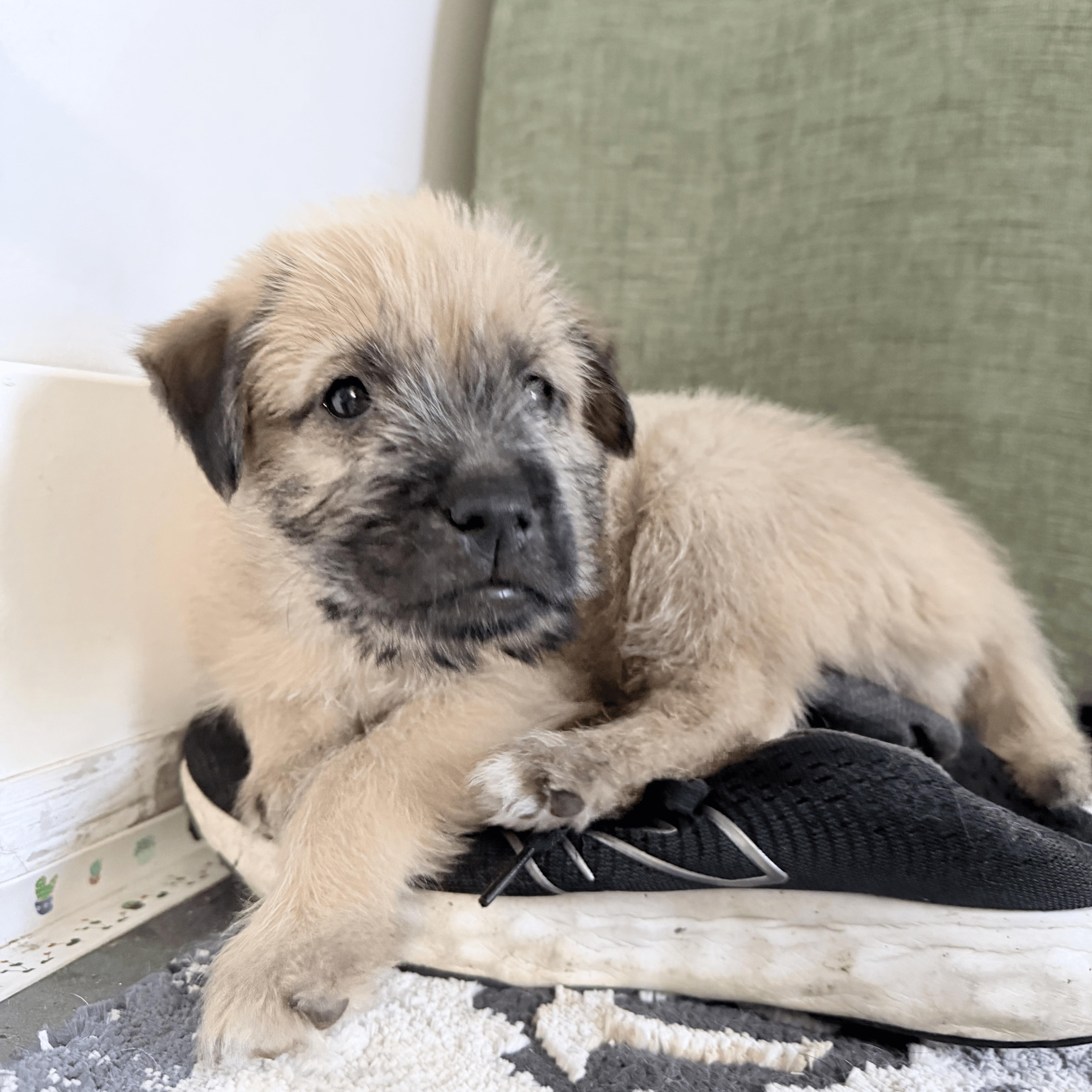 Sia, an adopted mixed breed in Van Nuys, CA image 3/6