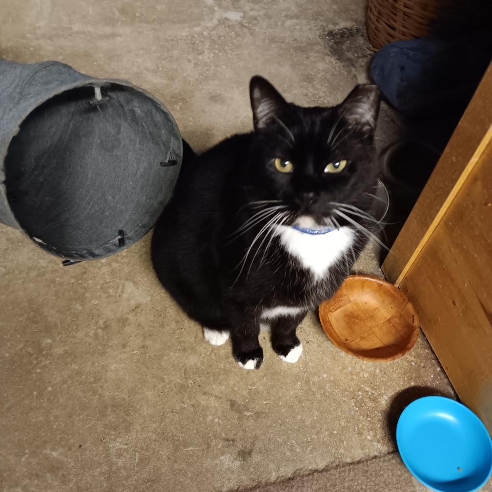 Enlarge BB King [Garden, Shop, Warehouse or Office Cat], a Adoptable mixed breed in Benicia, CA image 1/5