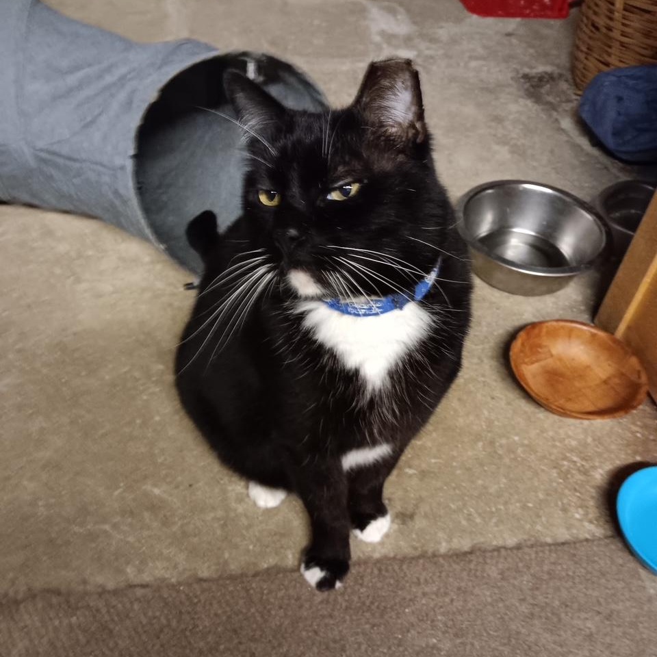 BB King [Garden, Shop, Warehouse or Office Cat]