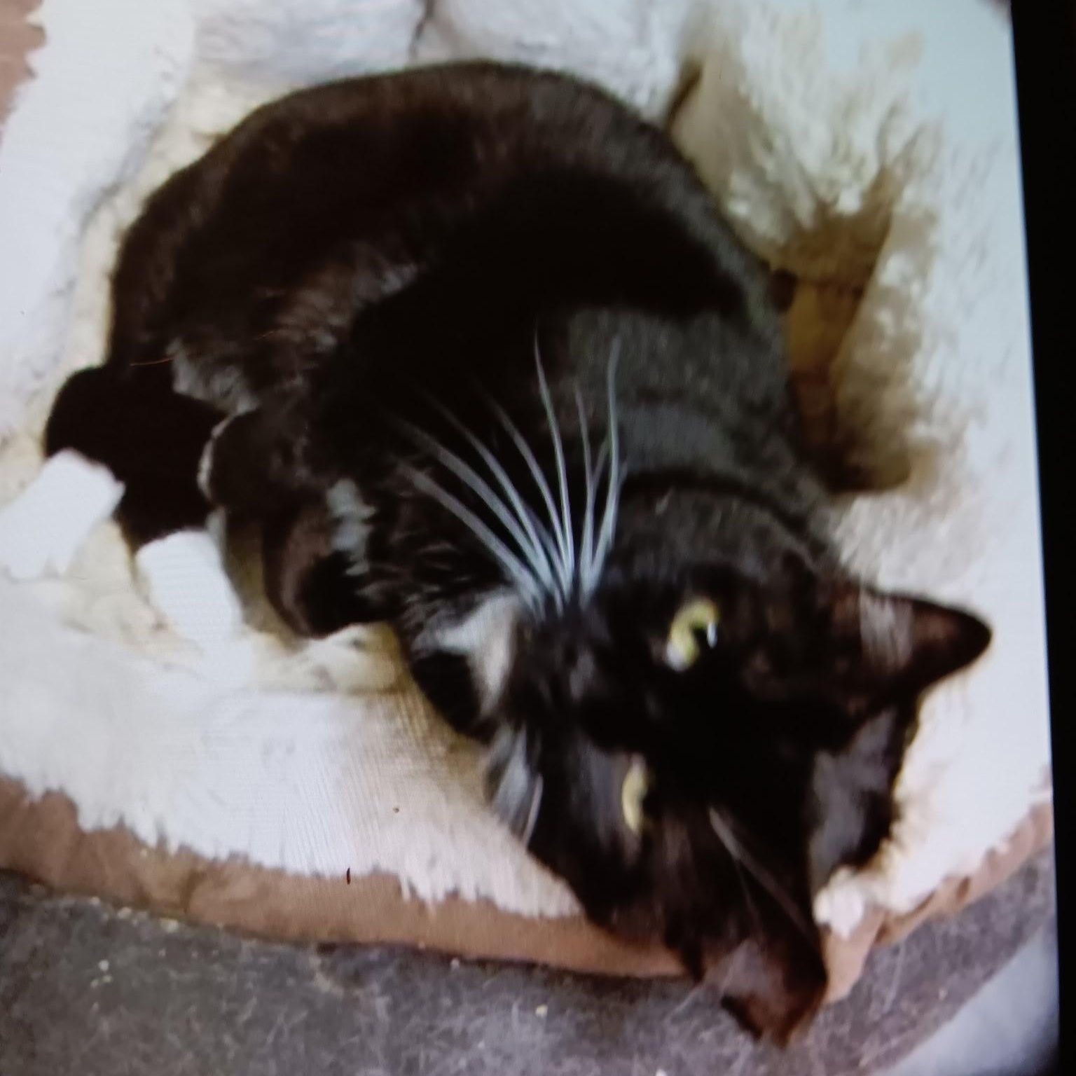 BB King [Garden, Shop, Warehouse or Office Cat]