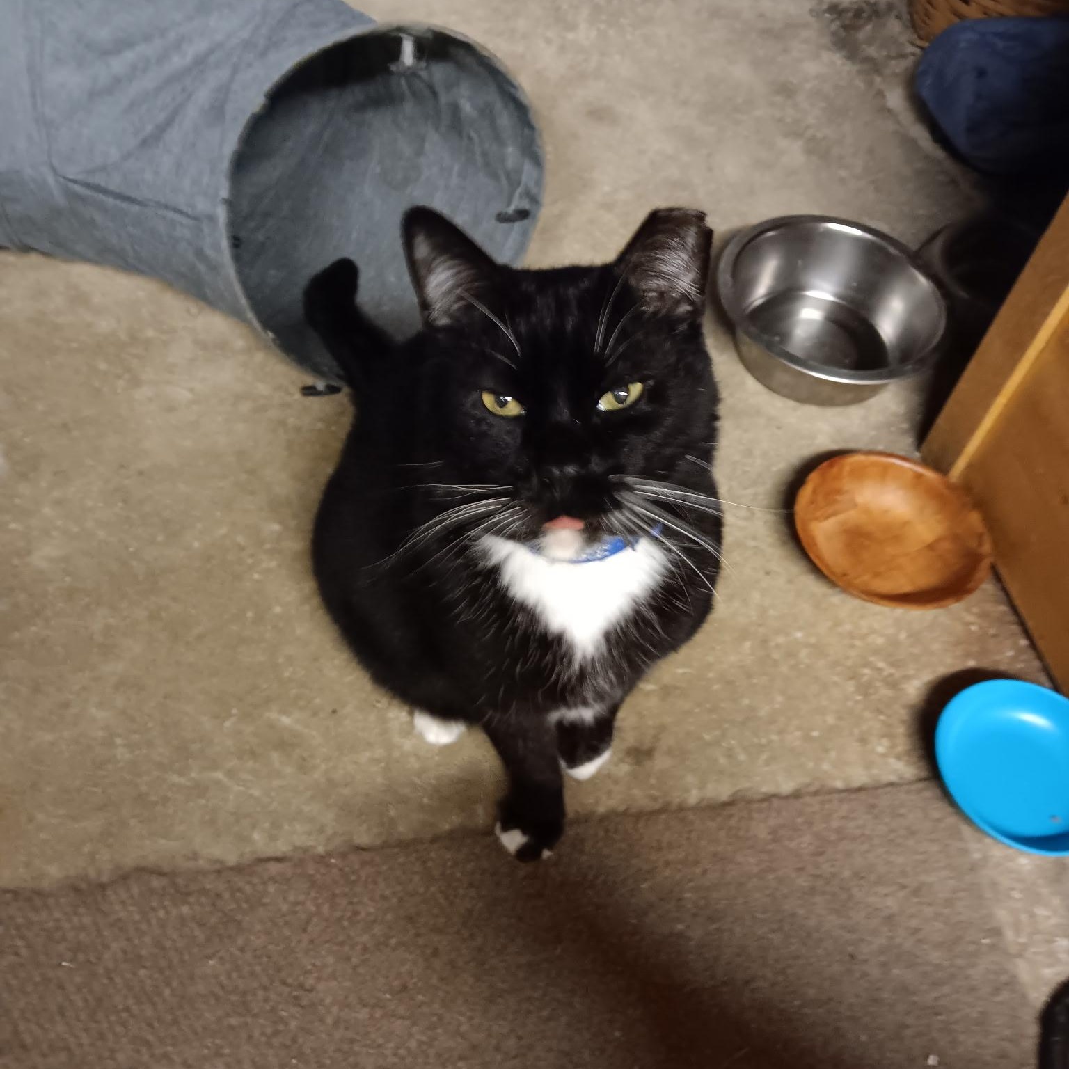 BB King [Garden, Shop, Warehouse or Office Cat]