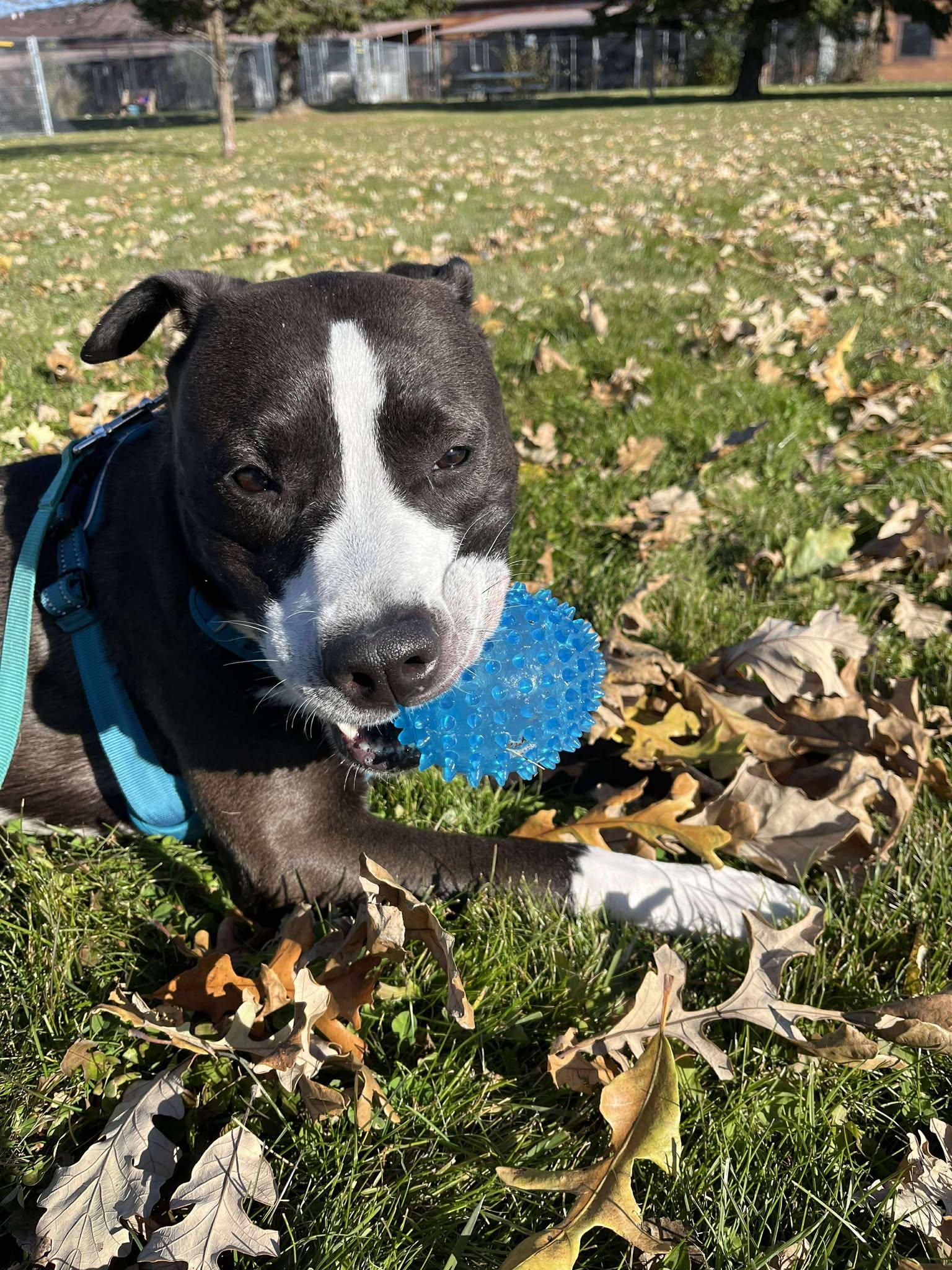 Enlarge Raquel, a ADOPTABLE mixed breed in Appleton, WI image 3/5