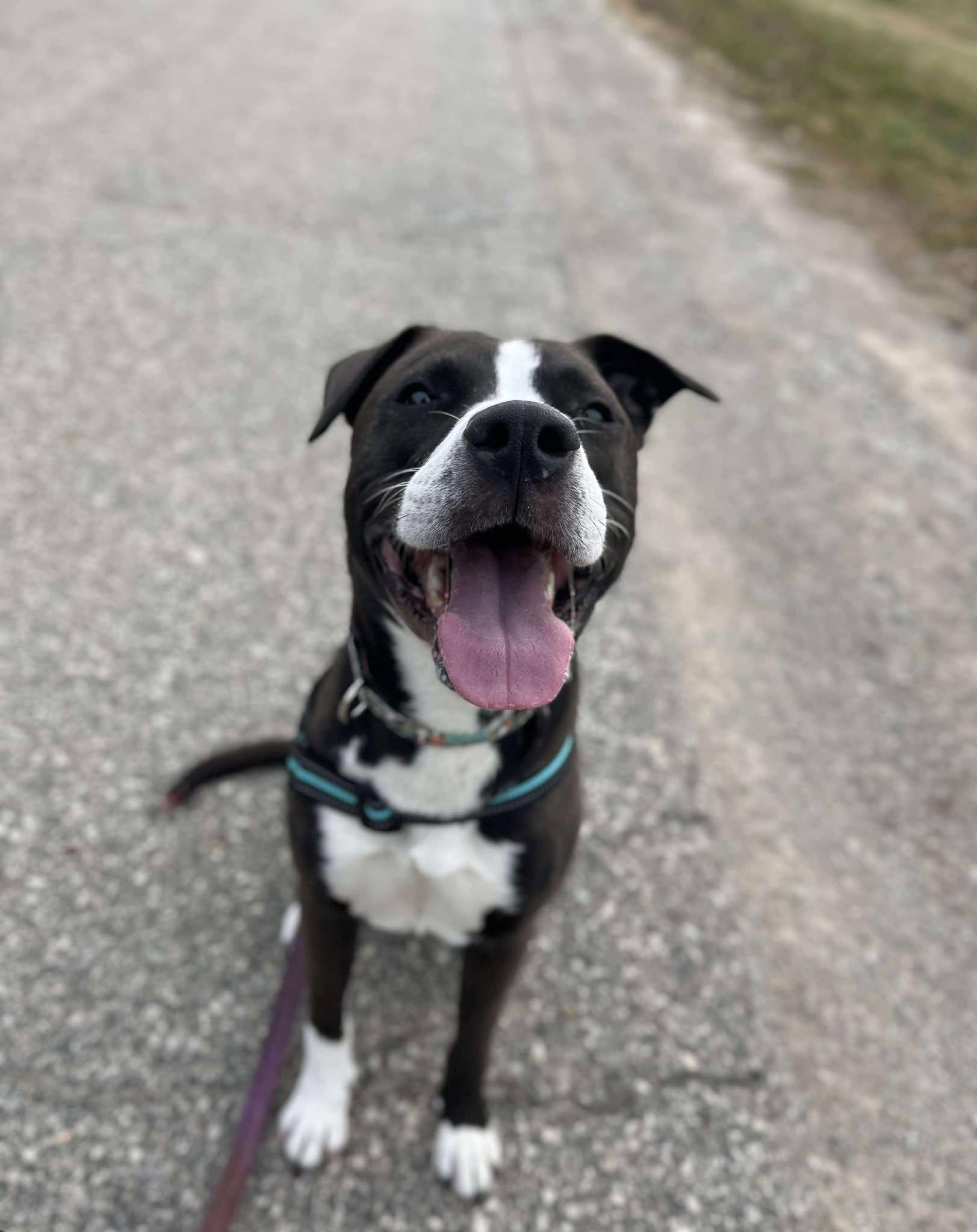 Enlarge Raquel, a ADOPTABLE mixed breed in Appleton, WI image 2/5