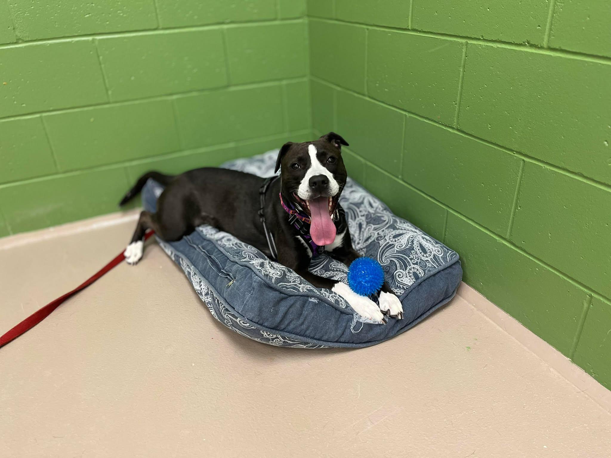 Enlarge Raquel, a ADOPTABLE mixed breed in Appleton, WI image 1/5