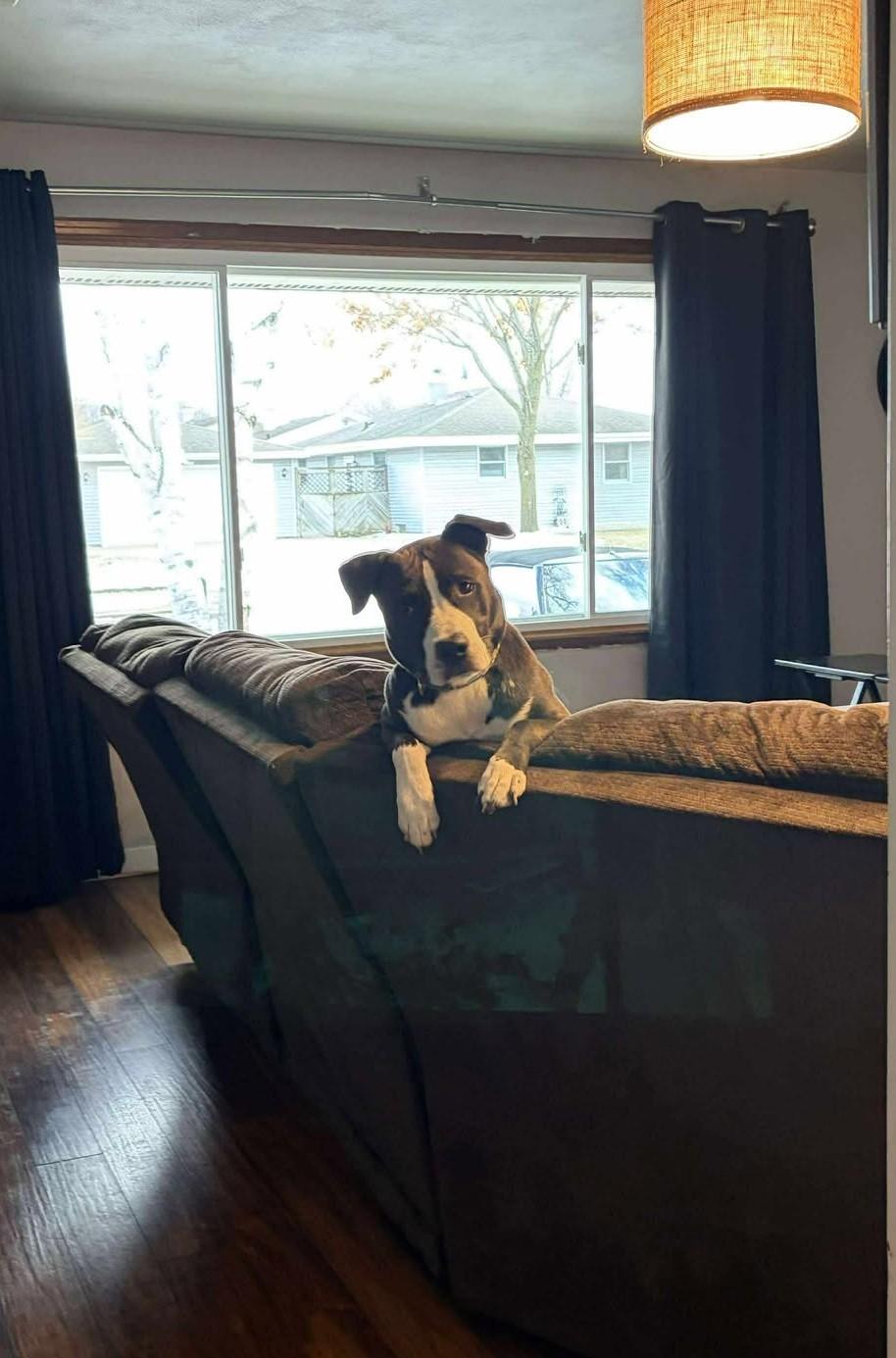 Enlarge Raquel, a ADOPTABLE mixed breed in Appleton, WI image 4/5