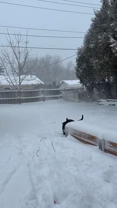 Enlarge Raquel, a ADOPTABLE mixed breed in Appleton, WI video 5/5