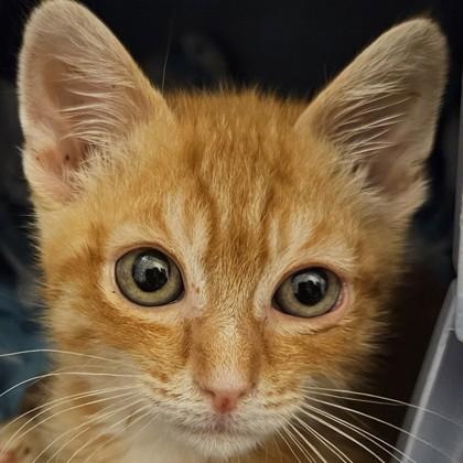 Cub, Adoptable, Kitten Male Domestic Short Hair & Domestic Short Hair.