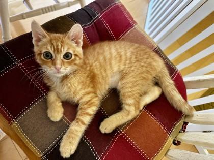 Enlarge Cub, a Adoptable mixed breed in Pleasanton, CA image 2/3