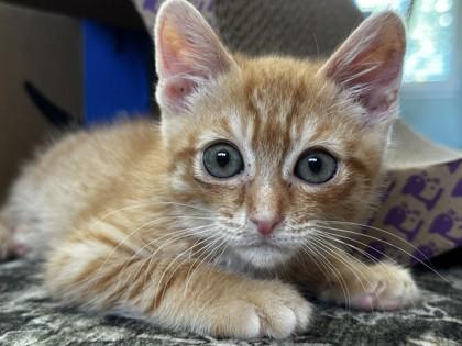 Enlarge Cub, a Adoptable mixed breed in Pleasanton, CA image 3/3