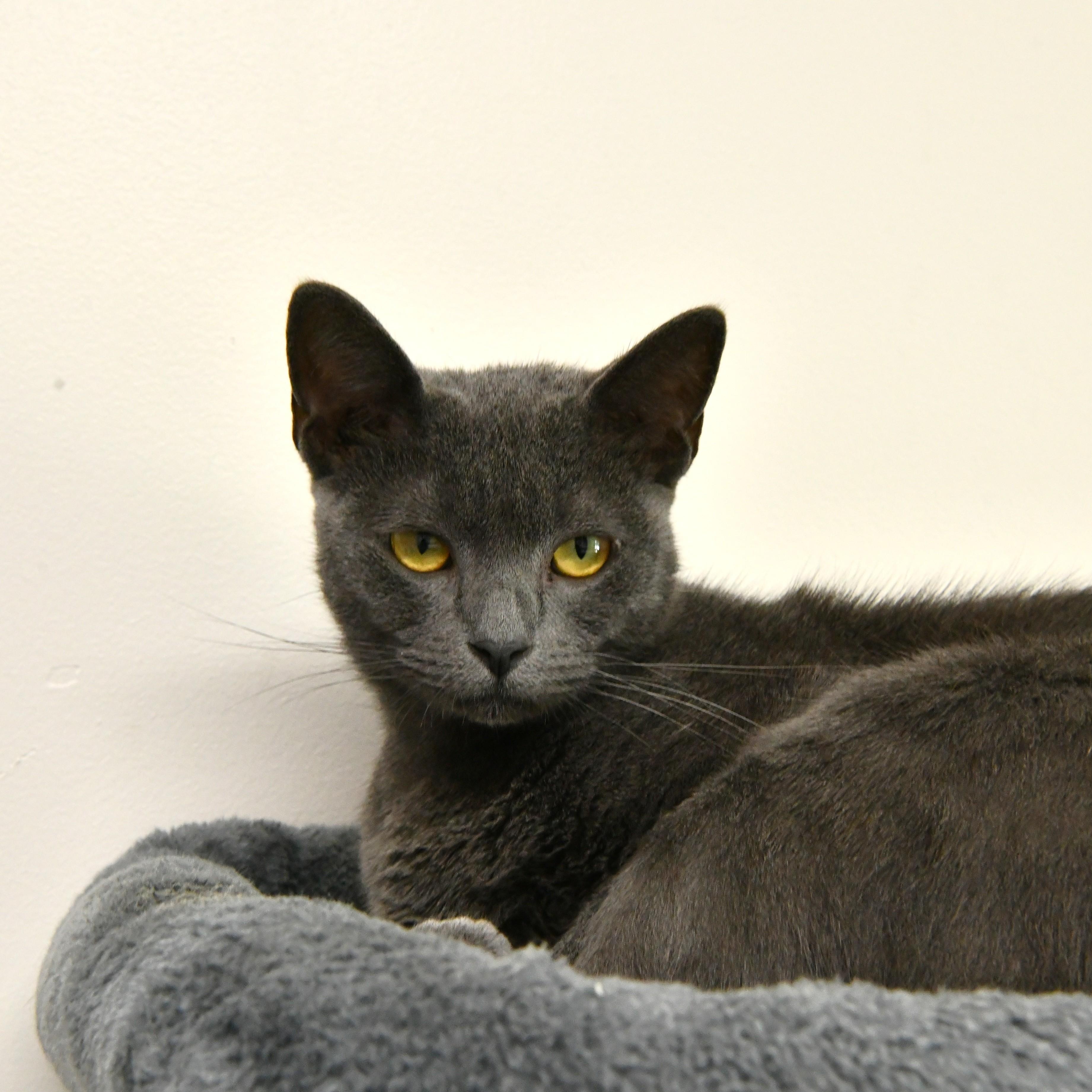Chicha, a ADOPTABLE Domestic Short Hair in Fairhope, AL image 1/2