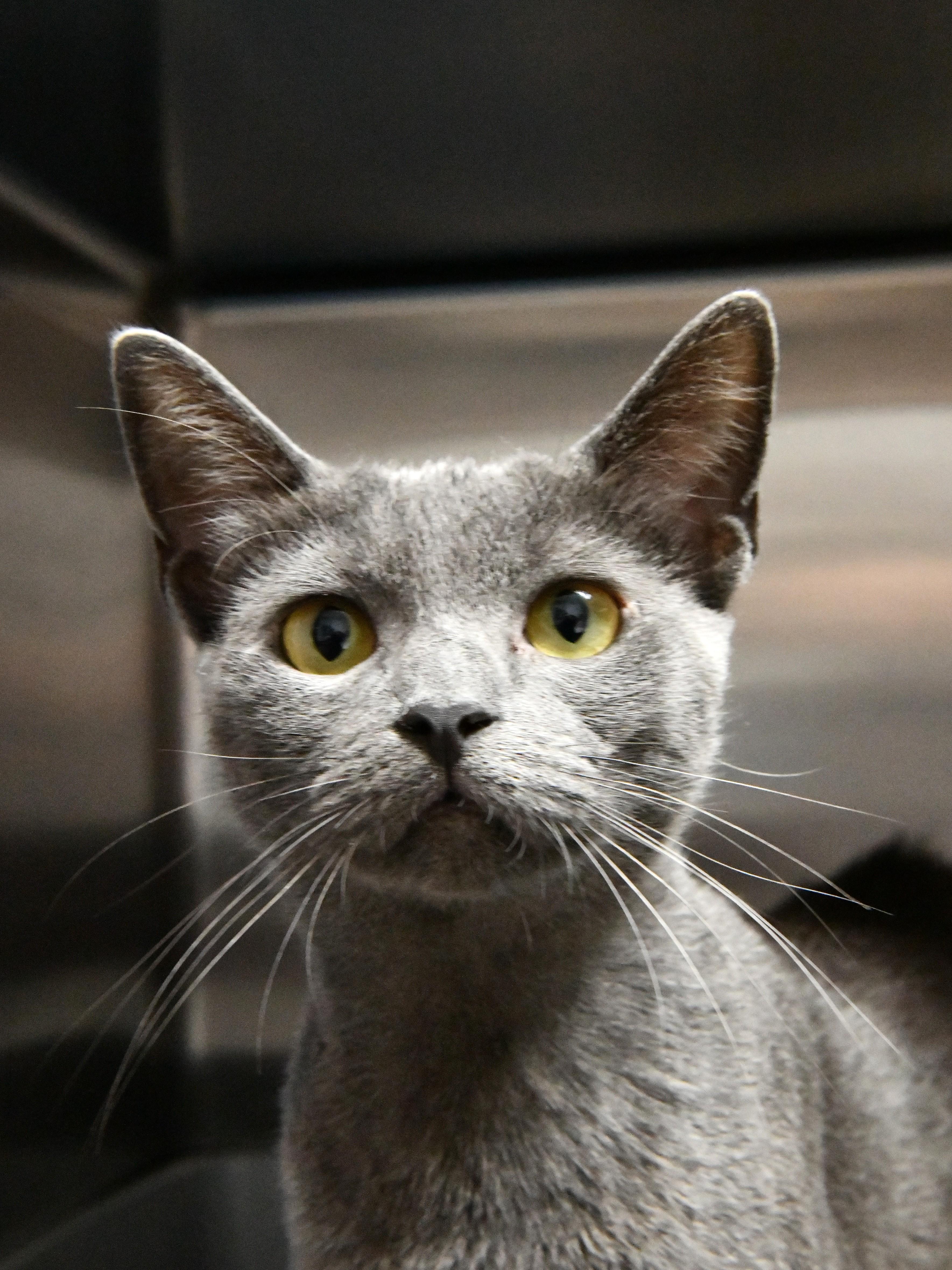 Chicha, a ADOPTABLE Domestic Short Hair in Fairhope, AL image 2/2