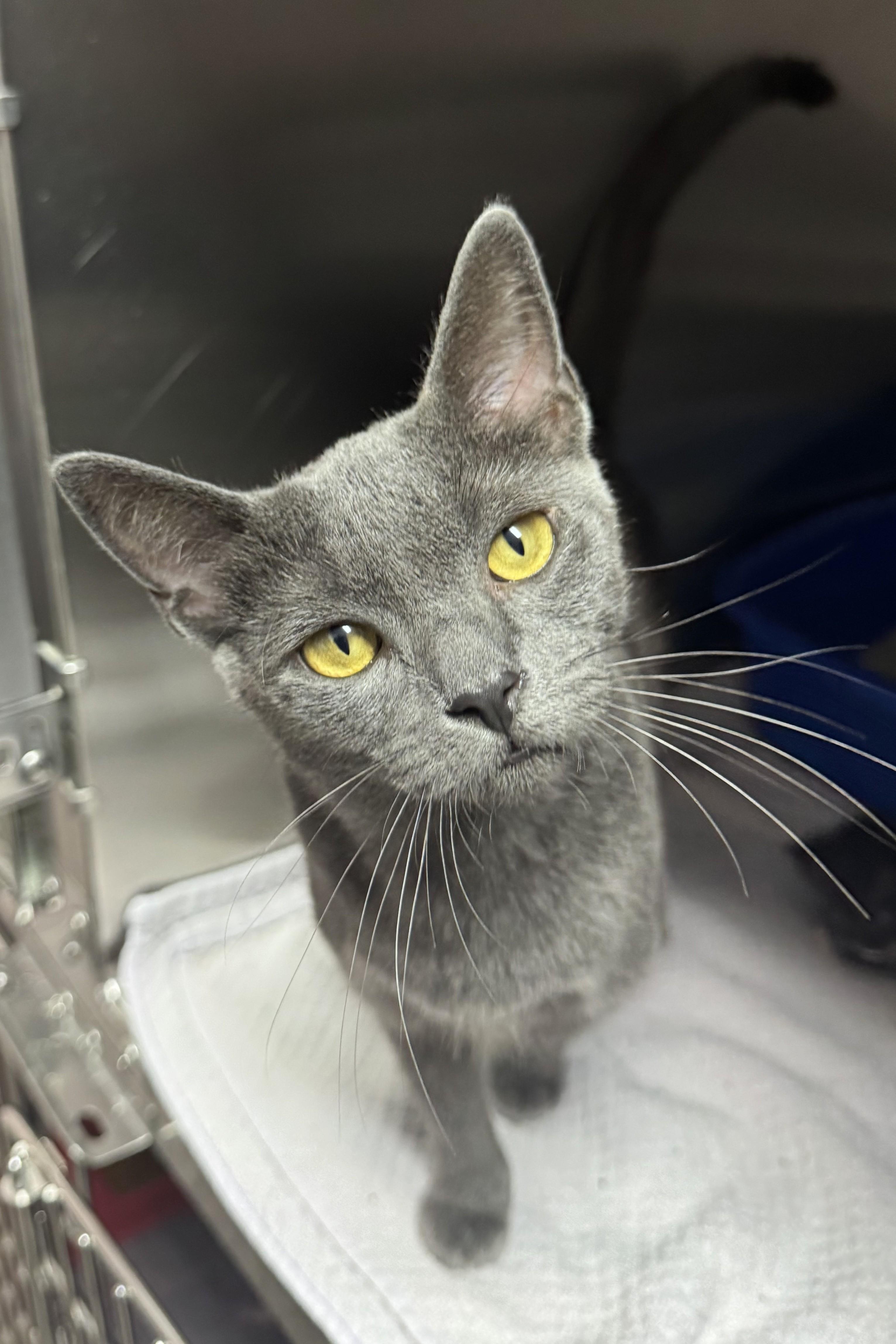 Chicha, a ADOPTABLE Domestic Short Hair in Fairhope, AL image 1/2