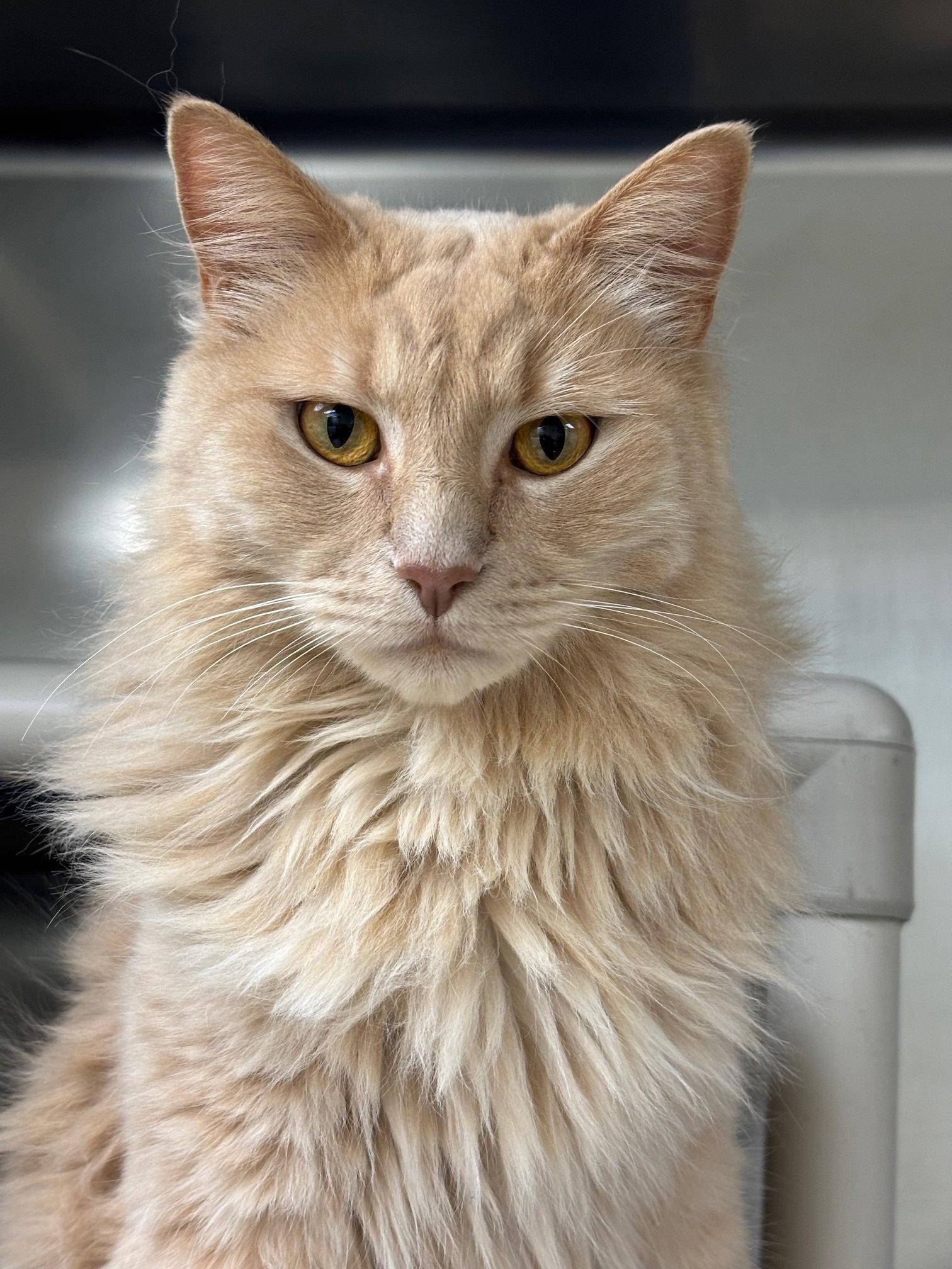 Pumpkin-pending, Adoptable, Adult Male Domestic Medium Hair.