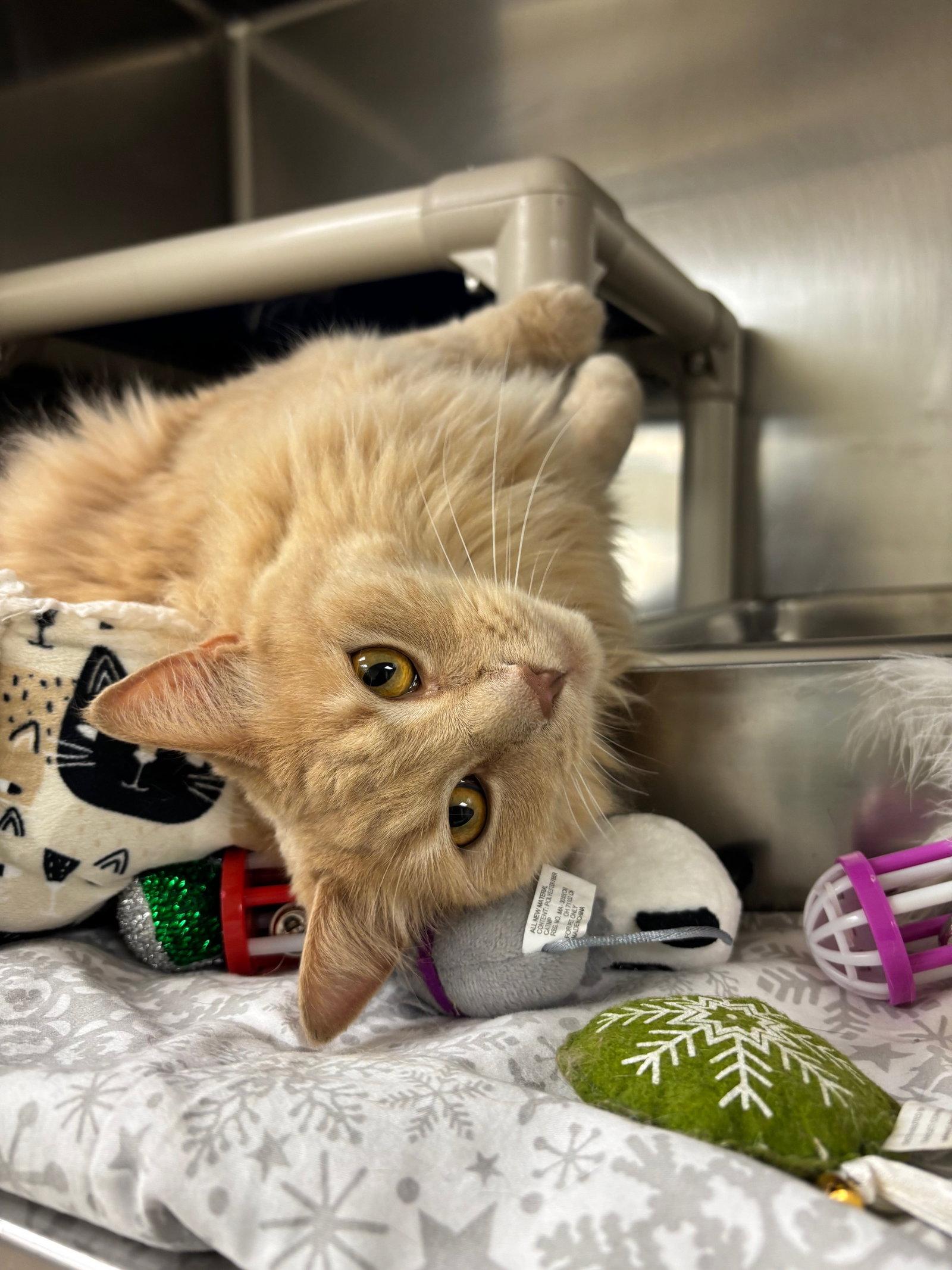 Enlarge Pumpkin-pending, a Adoptable Domestic Medium Hair in Brick, NJ image 2/3