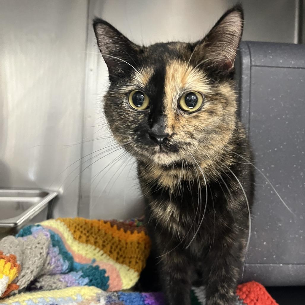 Tulip, Adoptable, Adult Female Domestic Short Hair.