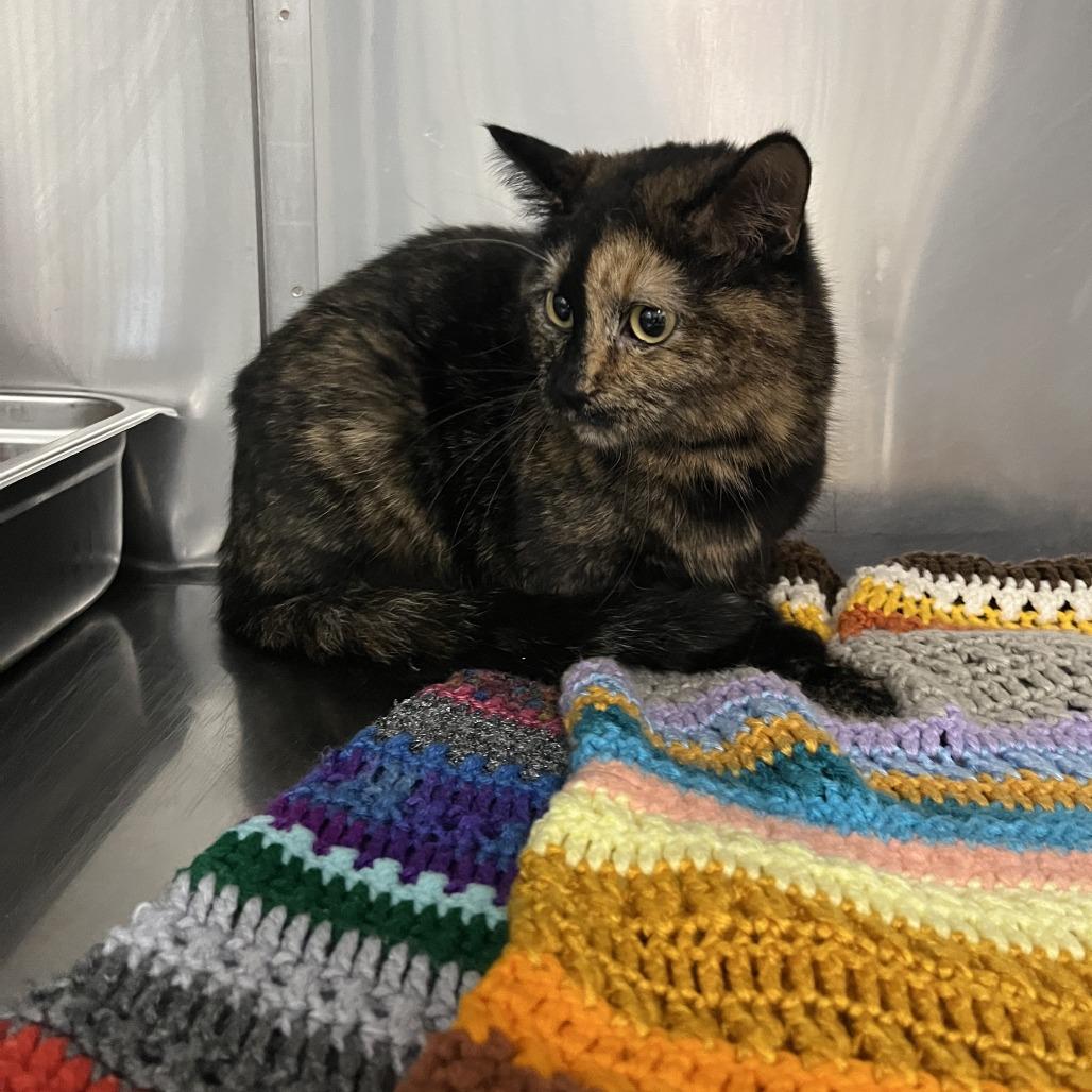 Tulip — thumbnail 2