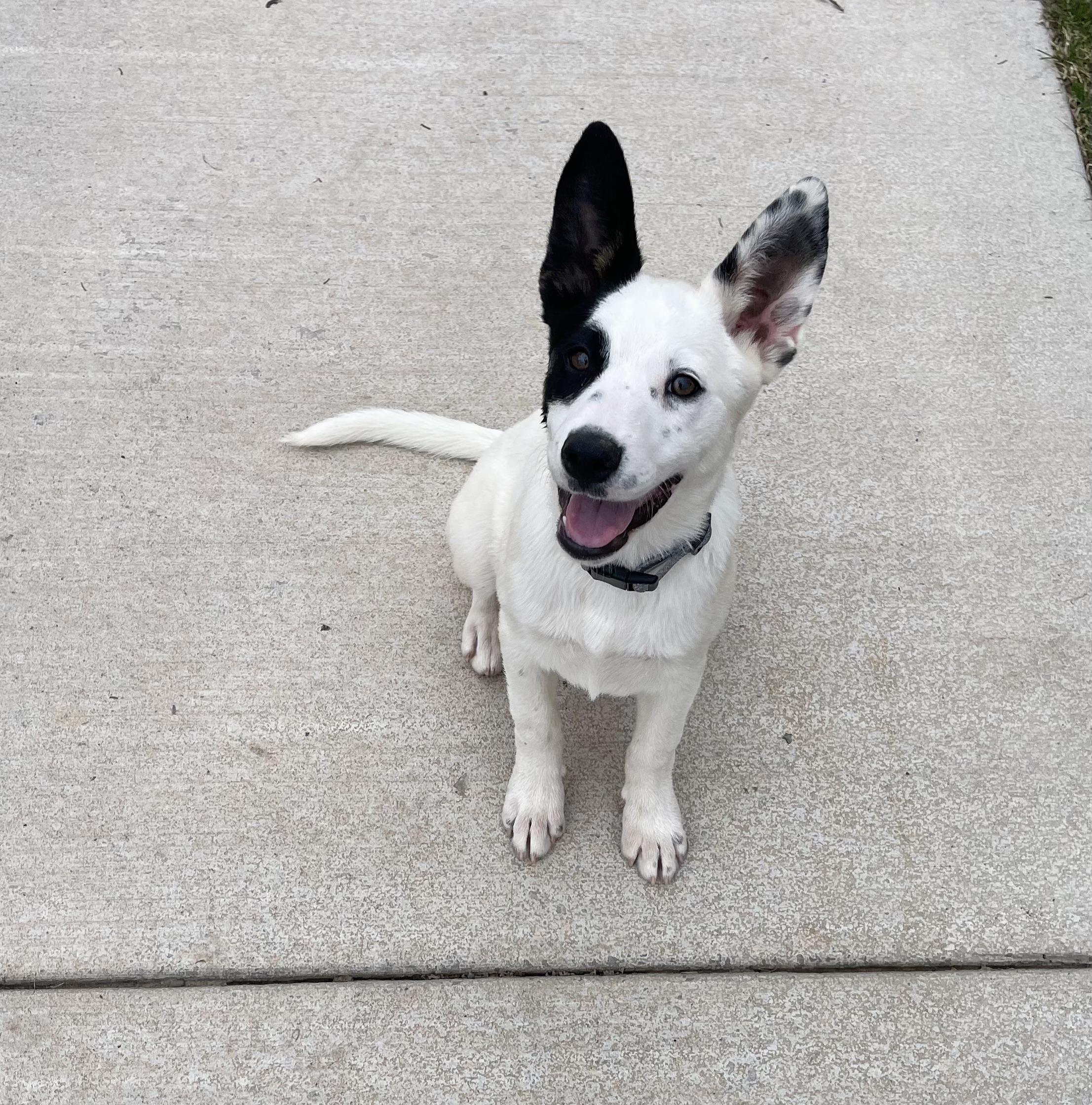 Enlarge Frio, a Adoptable mixed breed in Winter, WI image 2/3