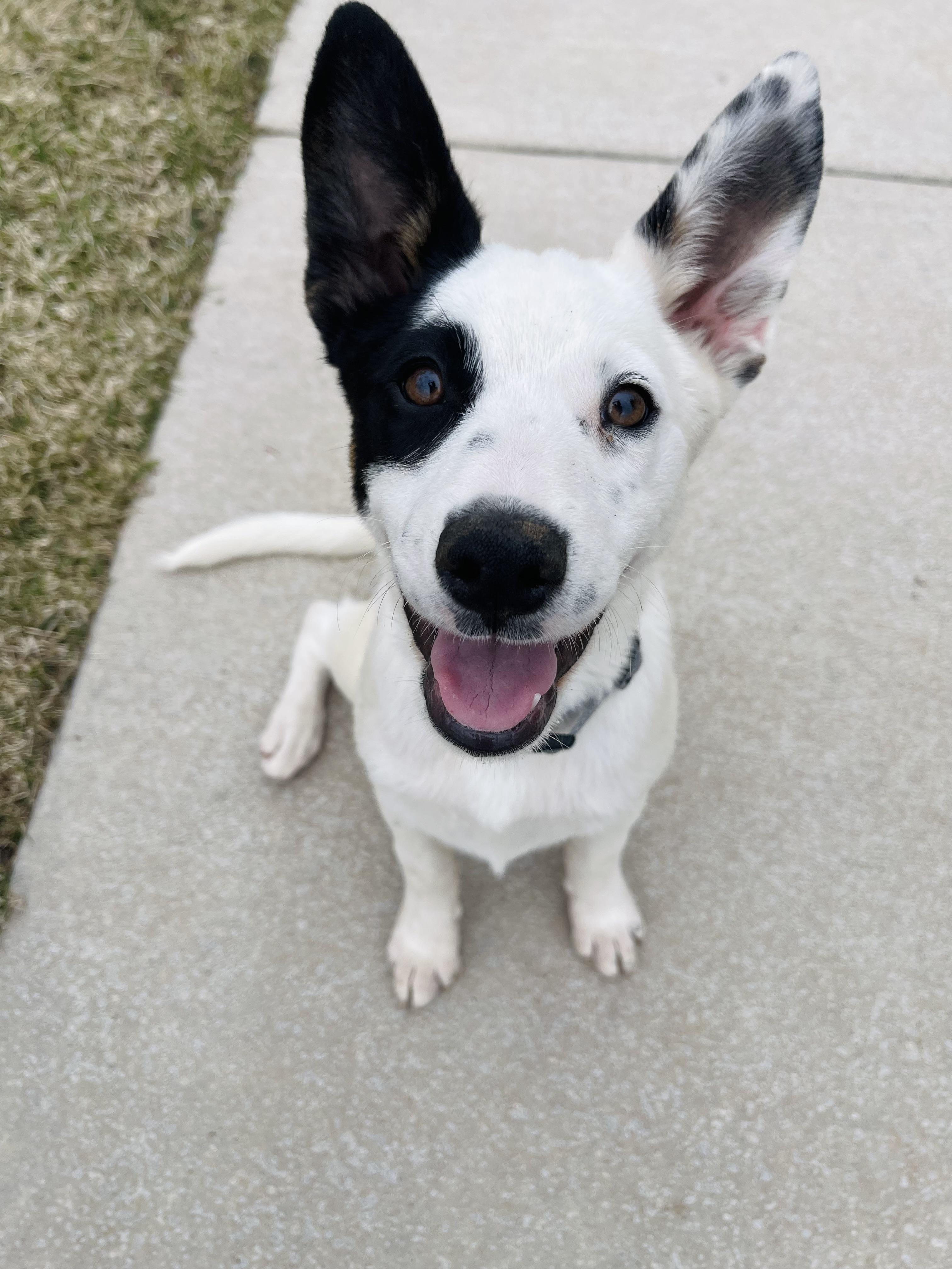 Frio, Adoptable, Puppy Male Dachshund & Cattle Dog.