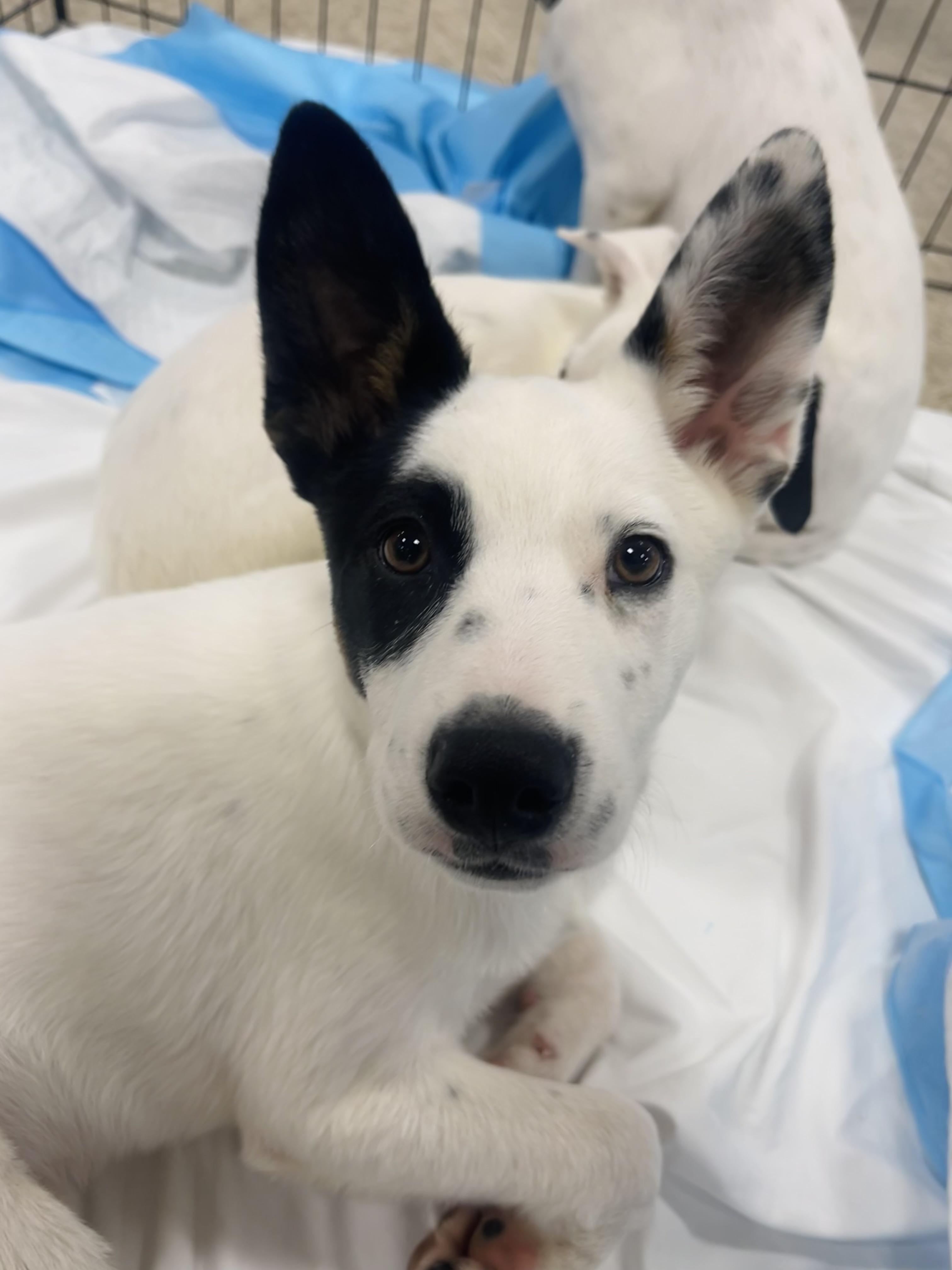 Enlarge Frio, a Adoptable mixed breed in Winter, WI image 3/3