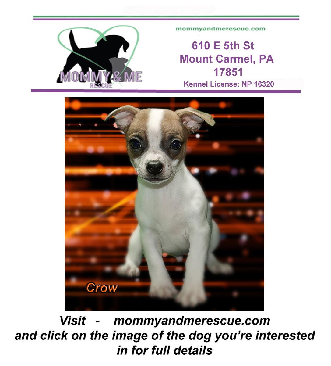 Crow, Adoptable, Puppy Male Jack Russell Terrier & Boston Terrier.