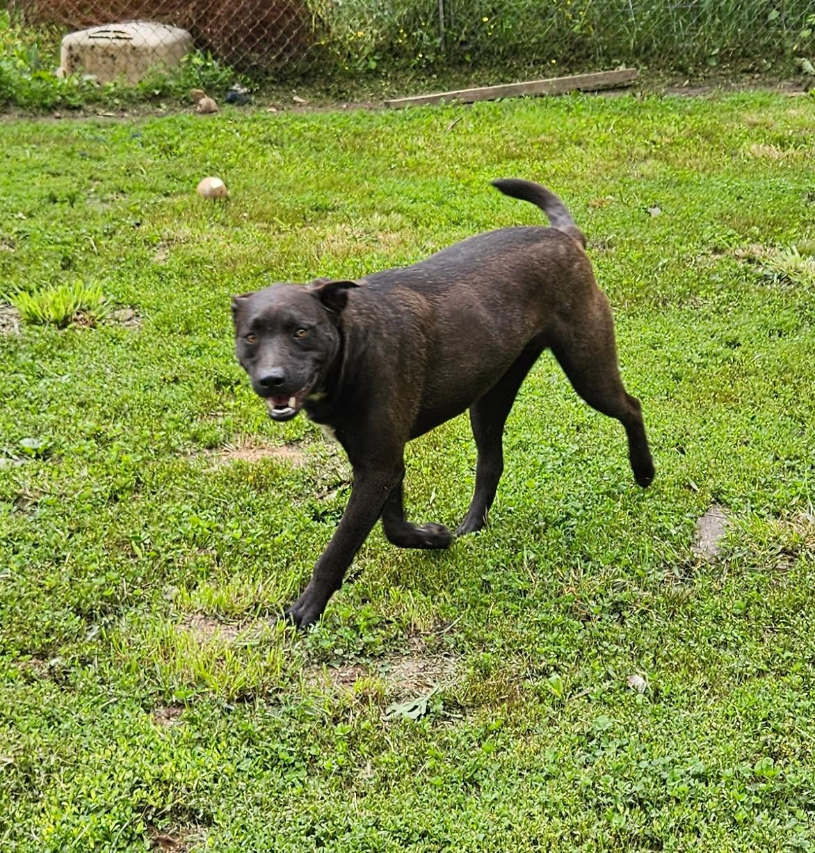 Enlarge Max, a Adoptable mixed breed in Tracy City , TN image 2/3