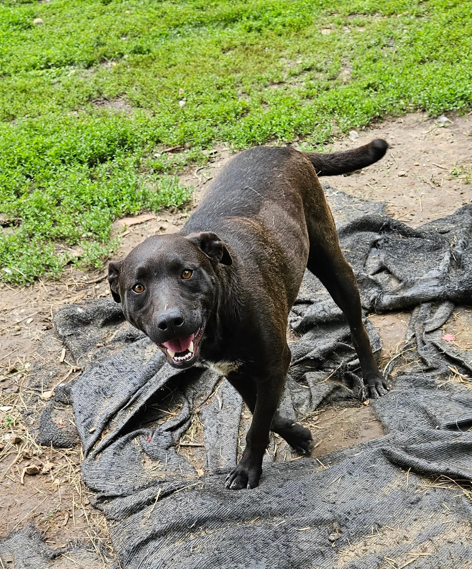 Enlarge Max, a Adoptable mixed breed in Tracy City , TN image 3/3