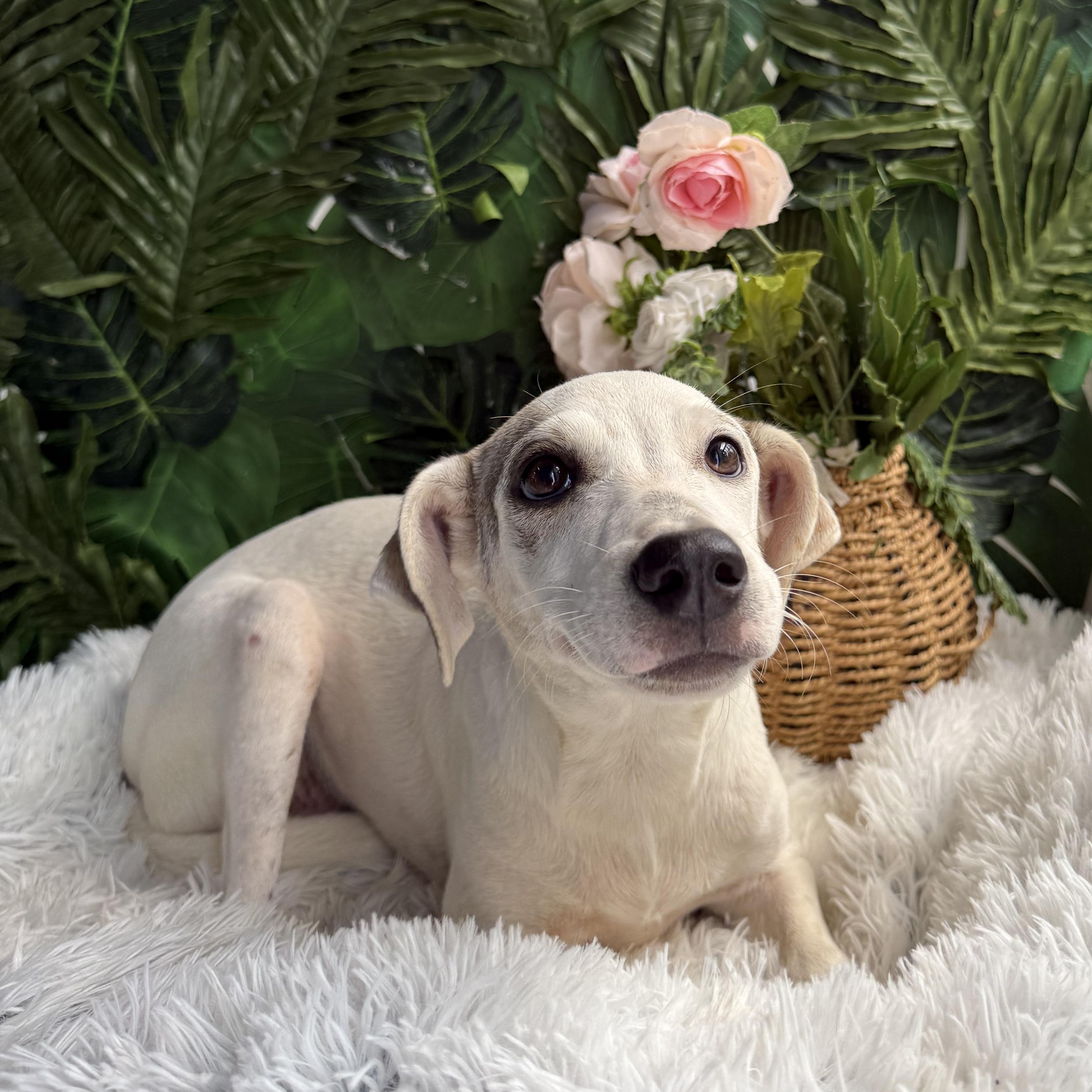 Enlarge August, a Adoptable Mixed Breed in Etobicoke, ON image 1/1