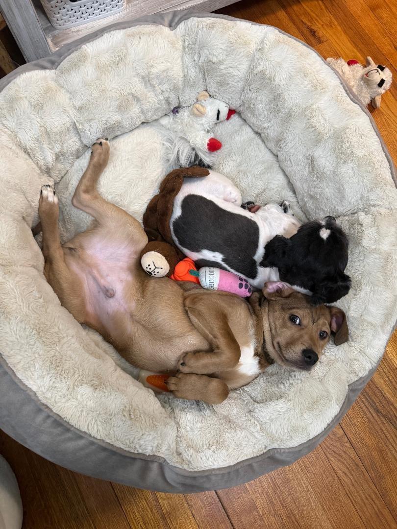 Enlarge Andrew, an adopted mixed breed in Wadsworth, OH image 4/4