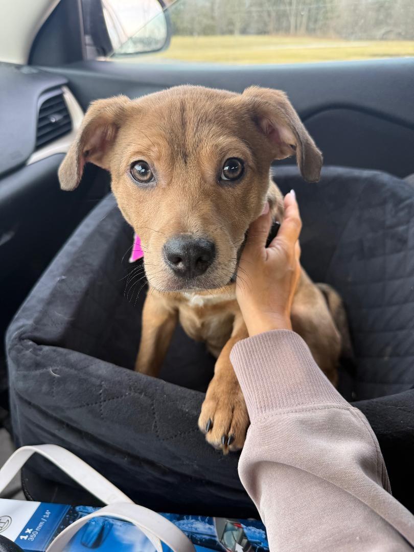 Enlarge Andrew, an adopted mixed breed in Wadsworth, OH image 1/4