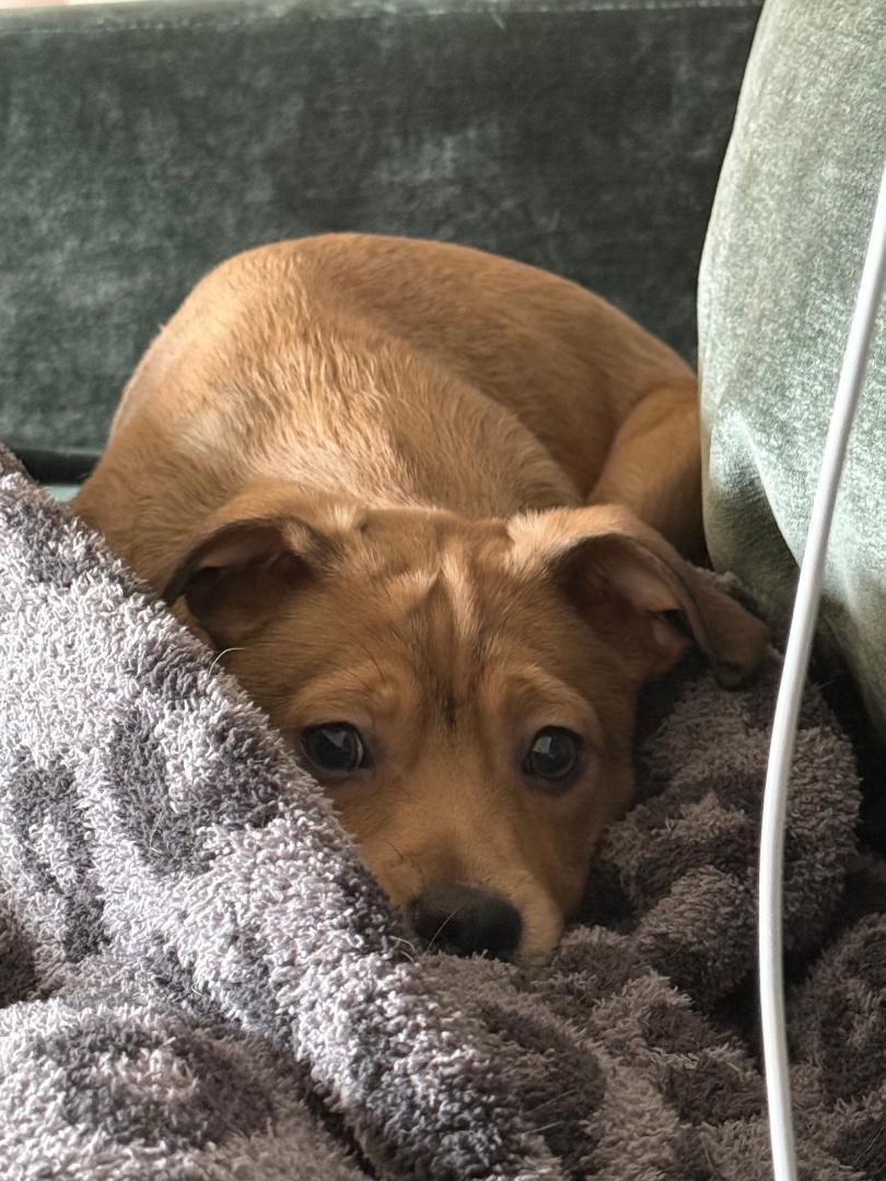 Enlarge Andrew, an adopted mixed breed in Wadsworth, OH image 2/4